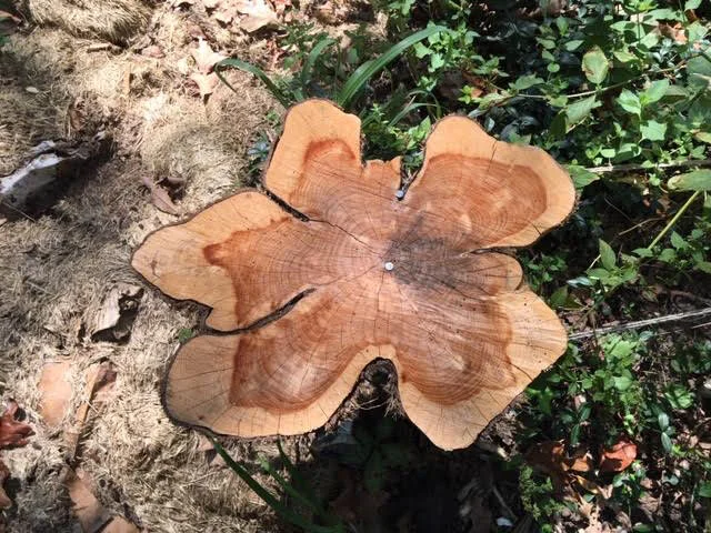I confess, I pick wood pieces that look like flowers for my stands. (Photo by Charlotte Ekker Wiggins)