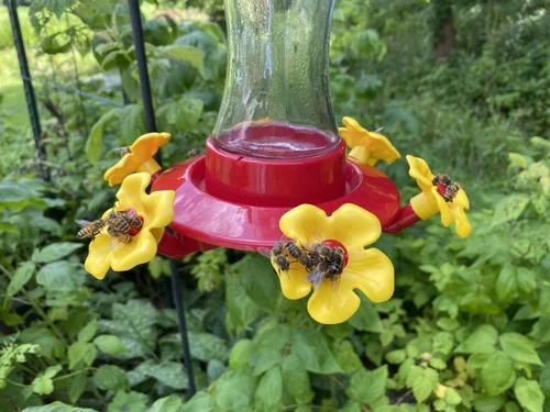 How to Keep Bees Away from Bird Feeders: Effective Tips That Work