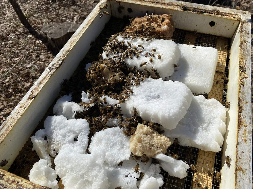 Pros and Cons of Pollen Substitute — Home Sweet Bees