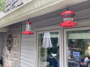 Where is the Best Place to Hang a Hummingbird Feeder: Ultimate Guide