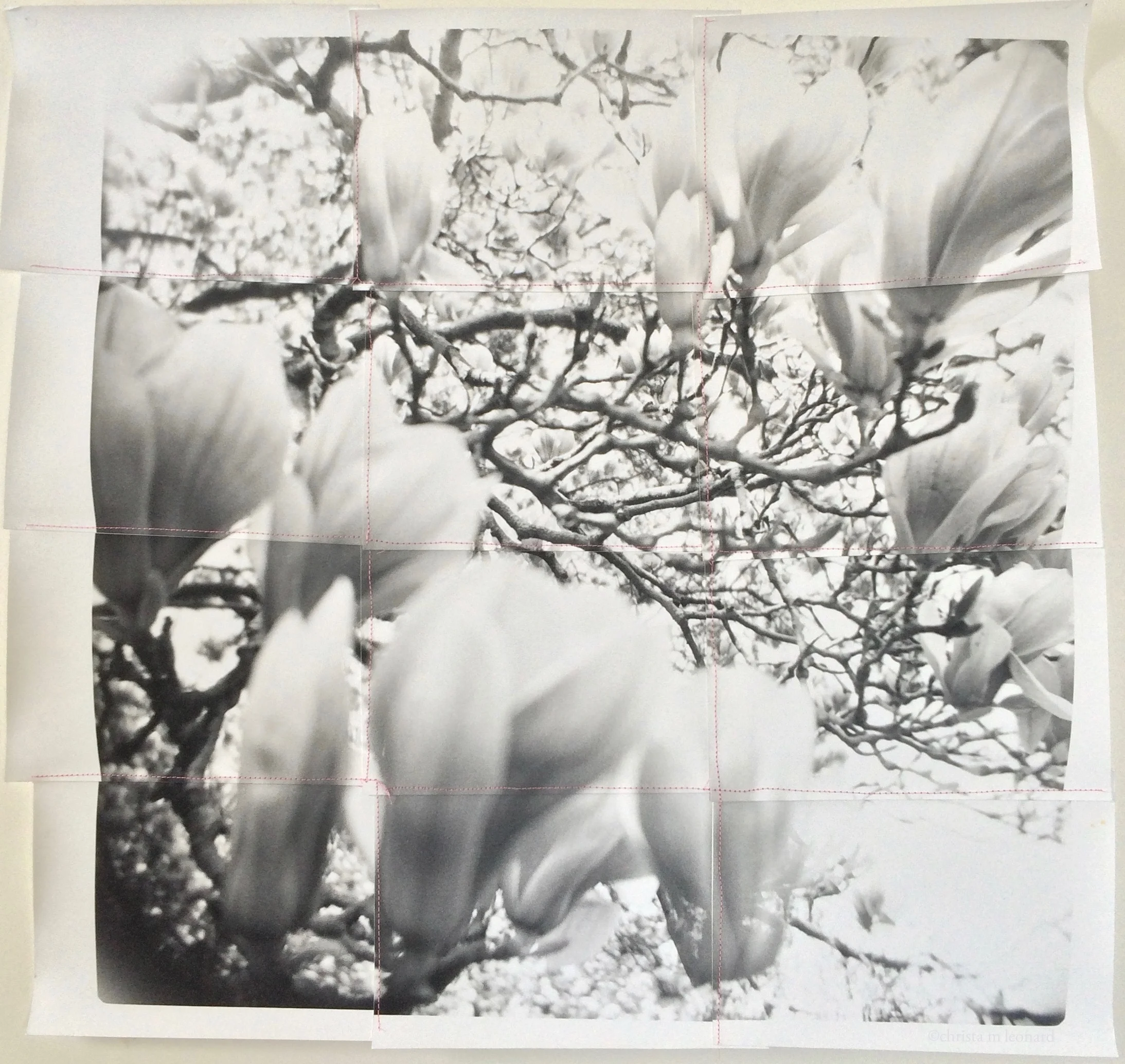 saucer magnolias 2, 2015