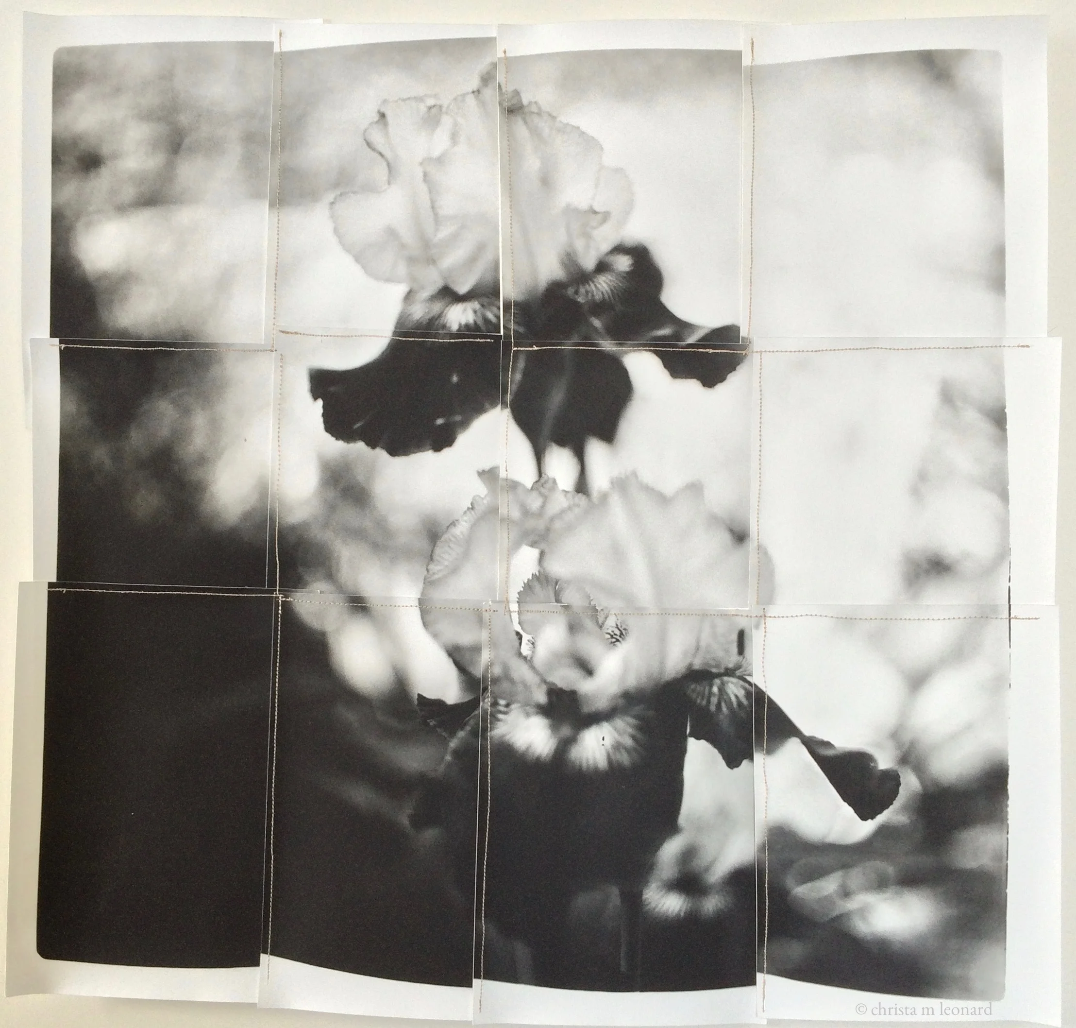 two irises 2016