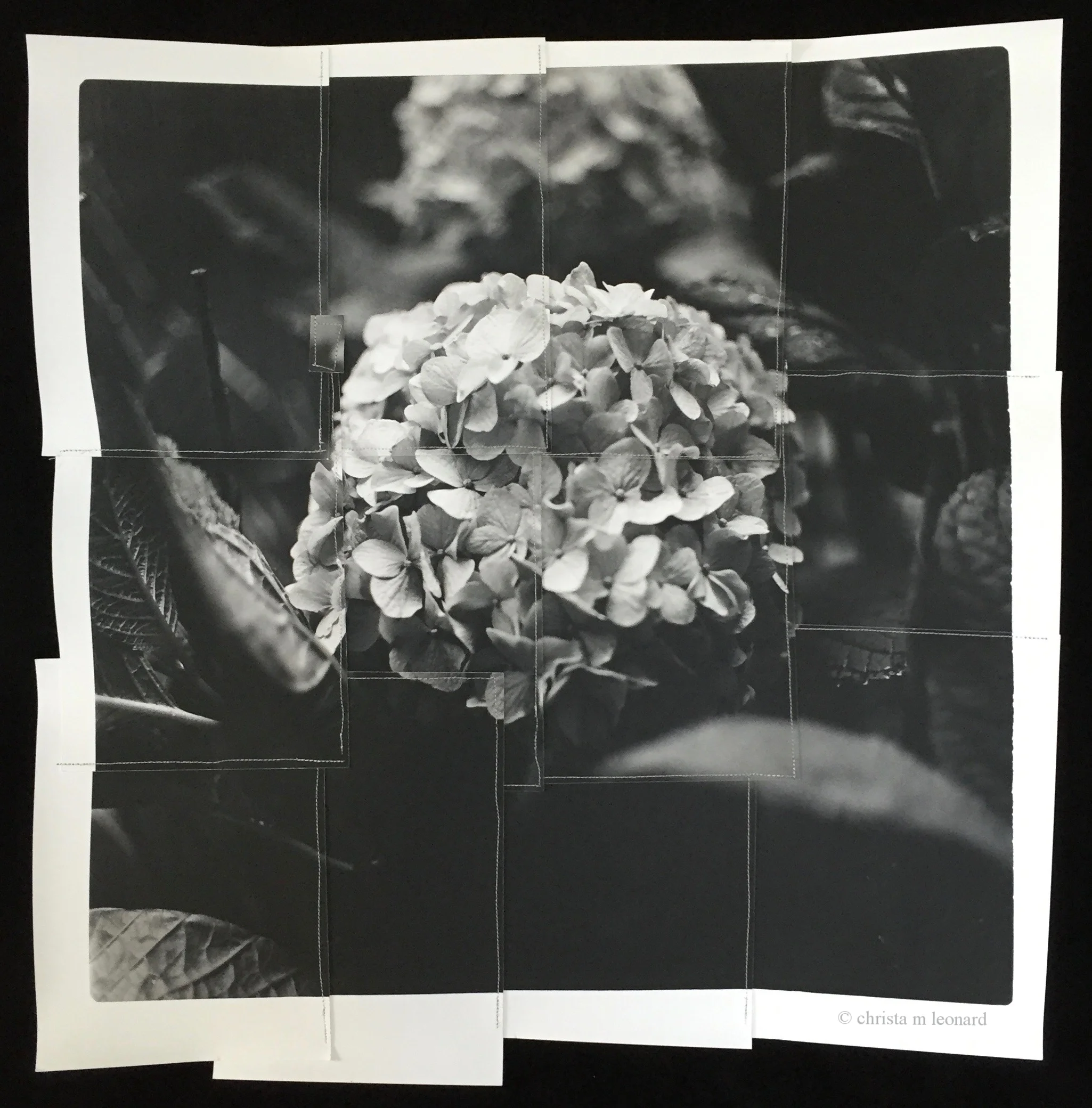hydrangea 2016