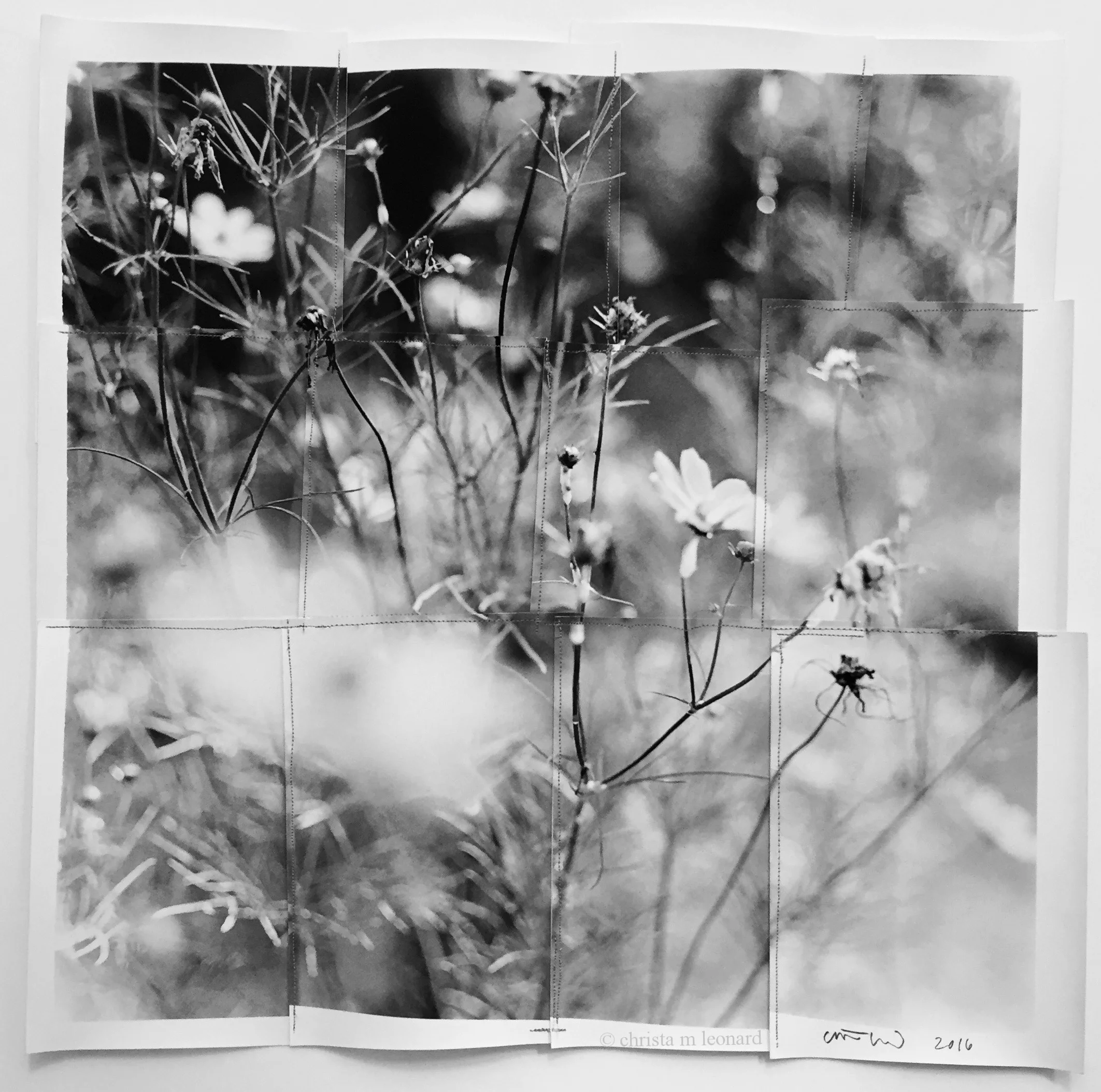 cape may flowers 2016