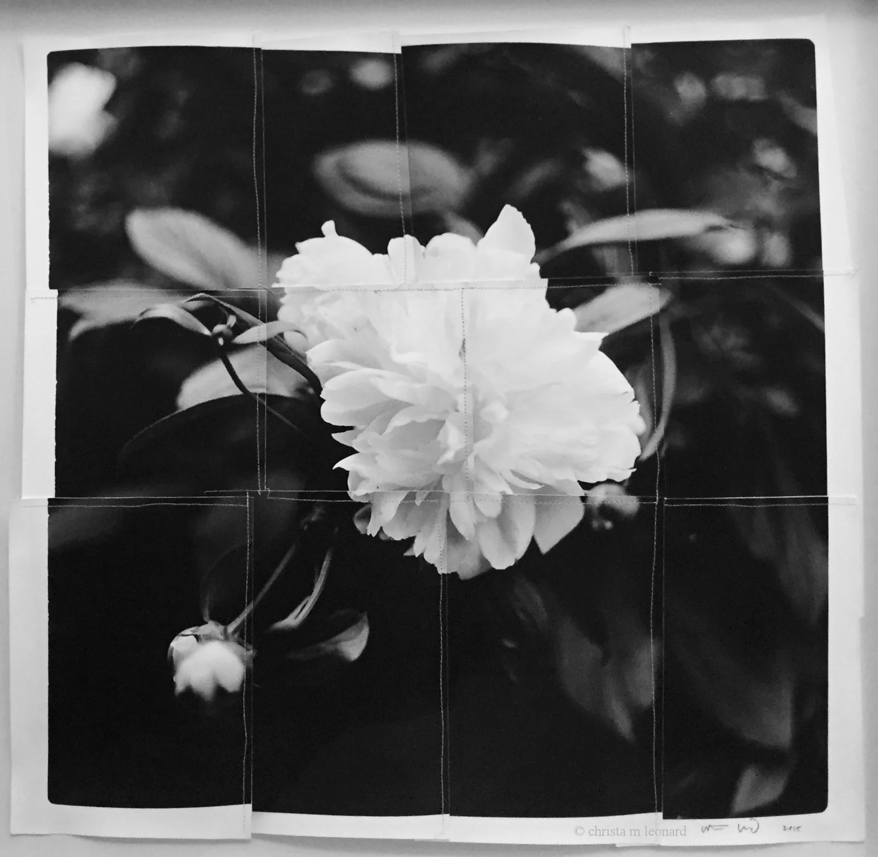 peony 2016