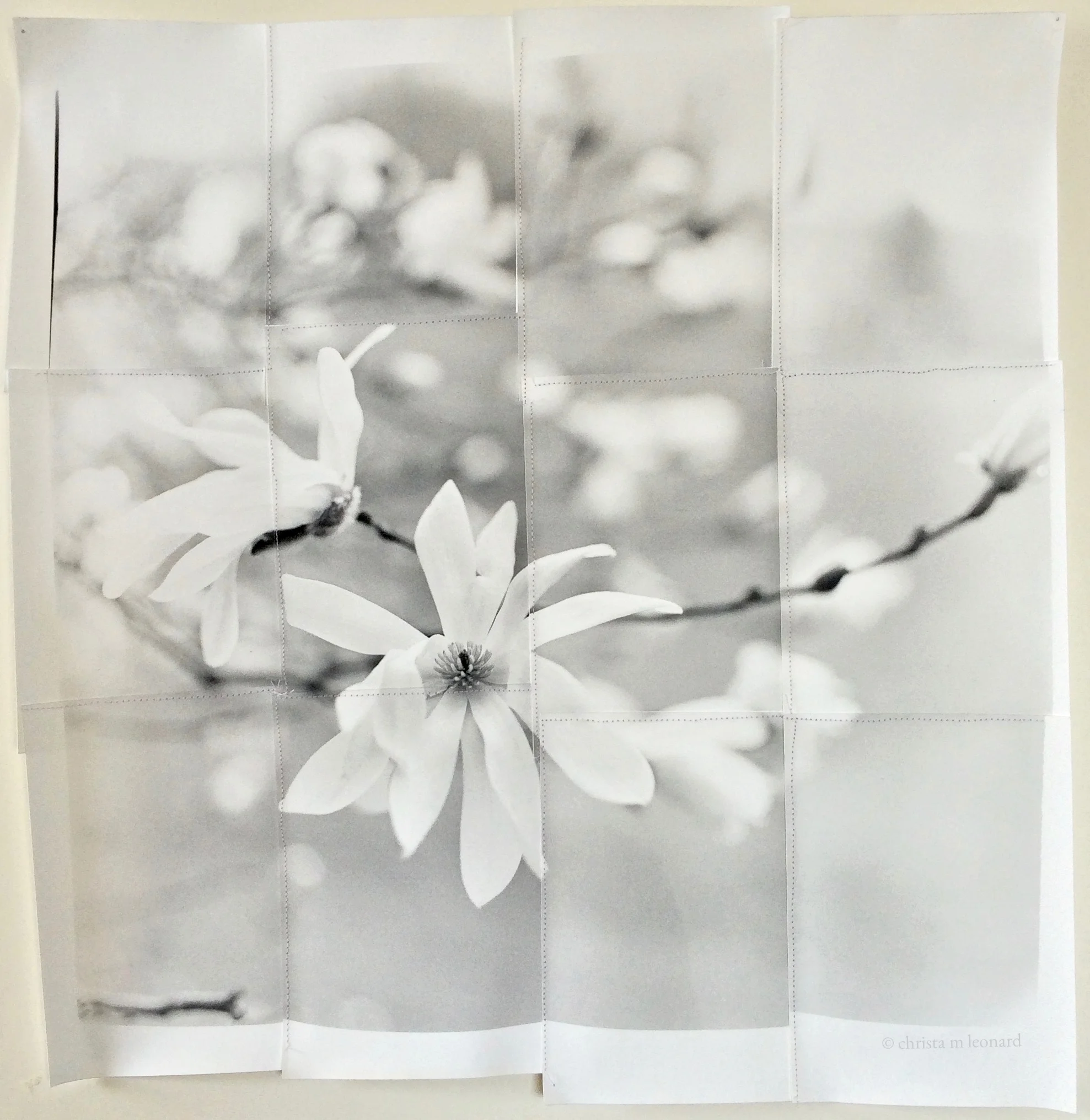 star magnolia 2015