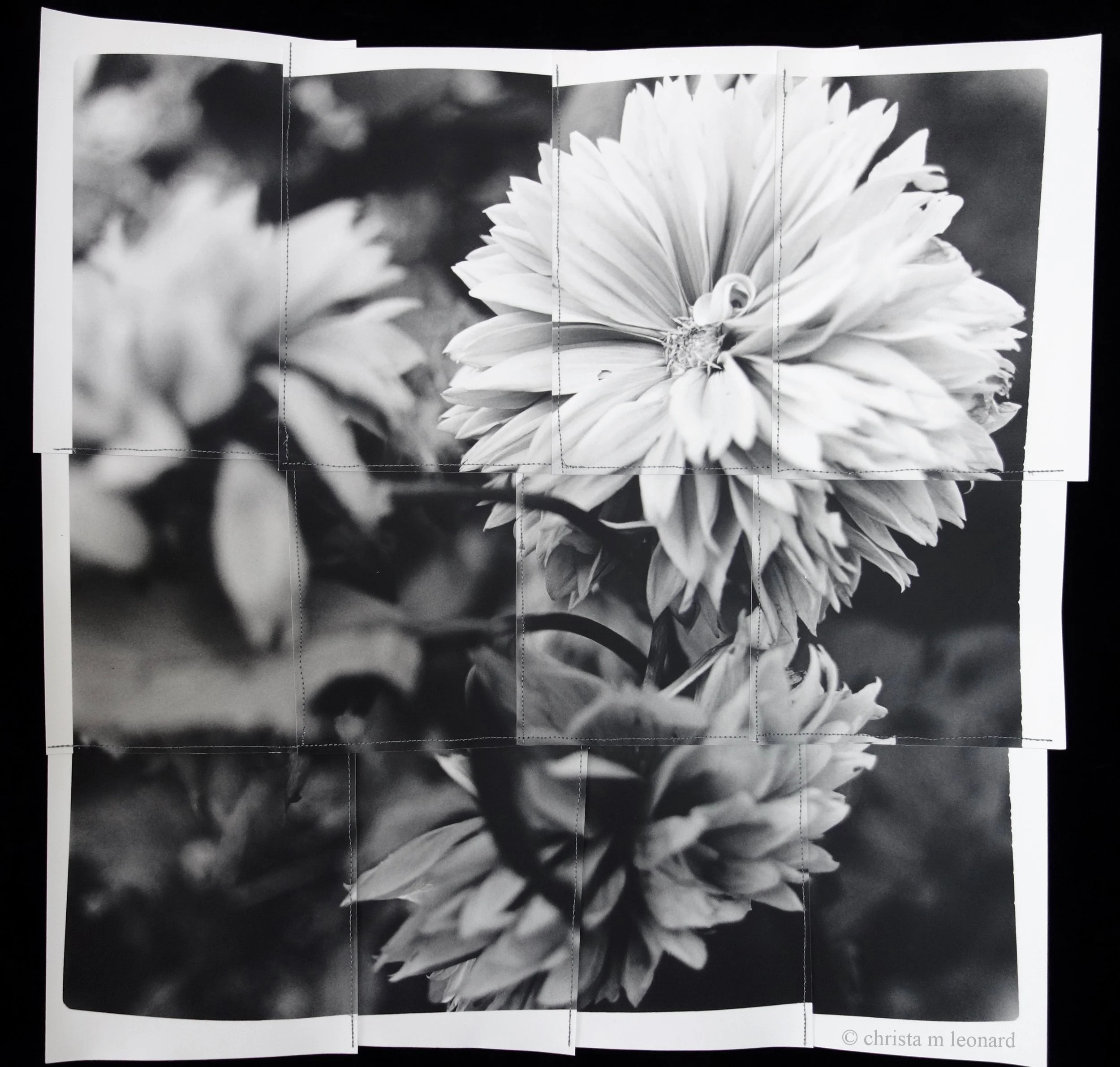 dahlias 2016