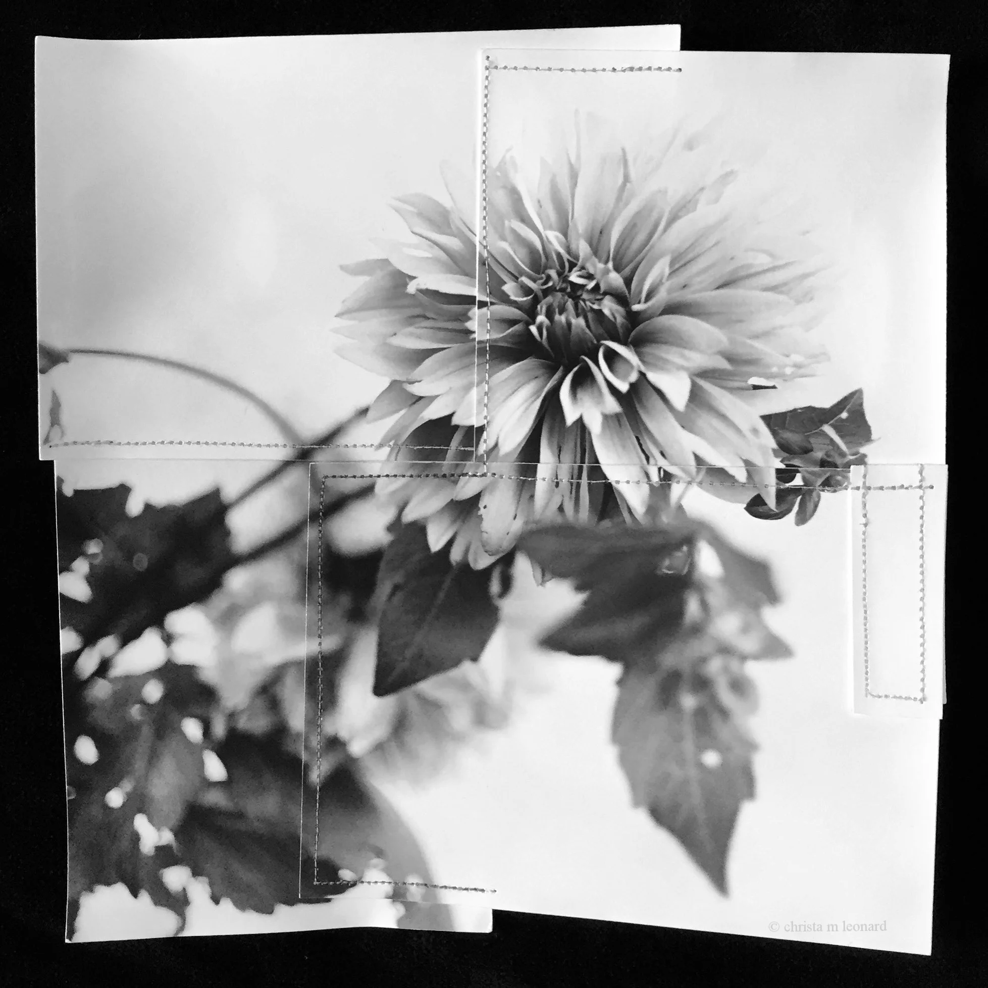 single dahlia 2017