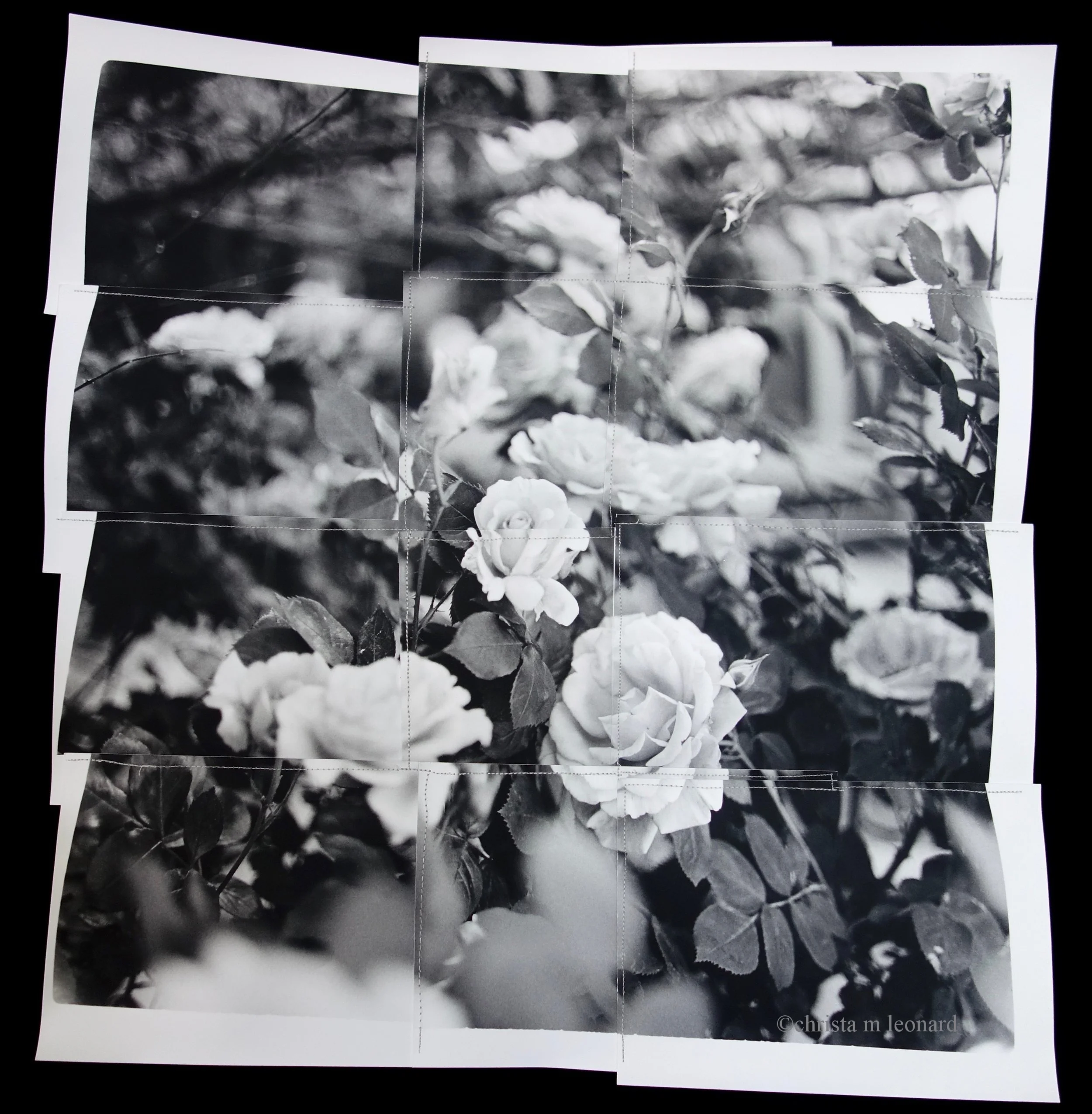 roses 2016