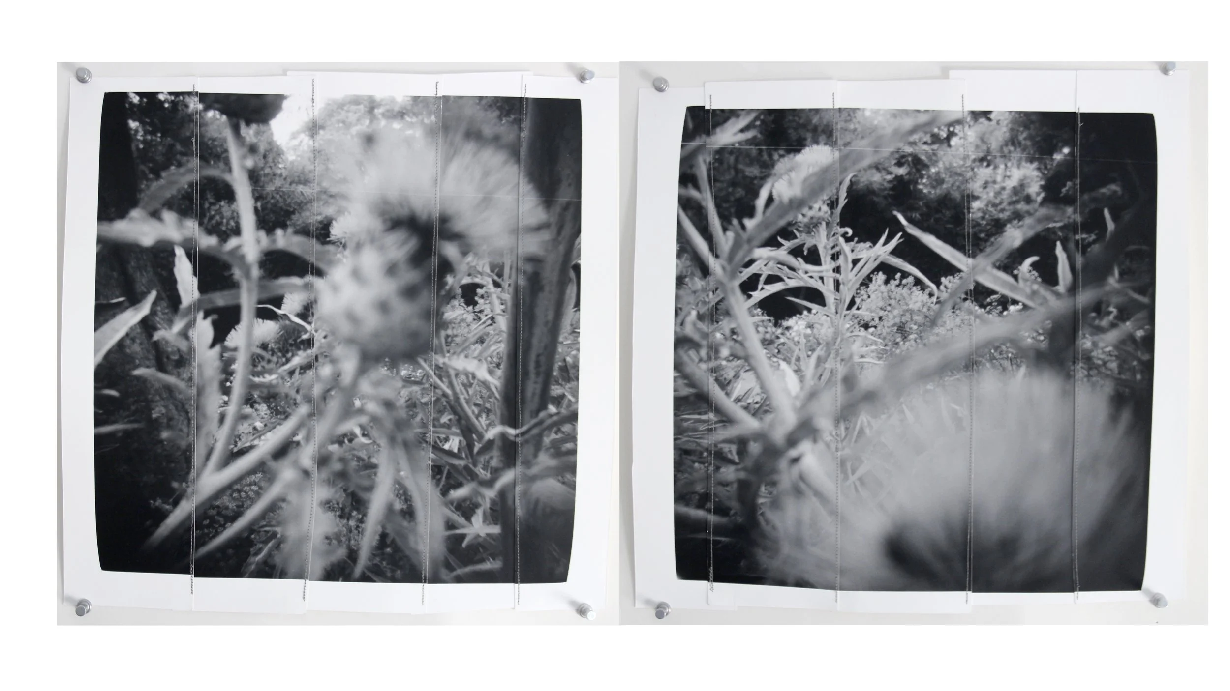 thistle diptych, 2025