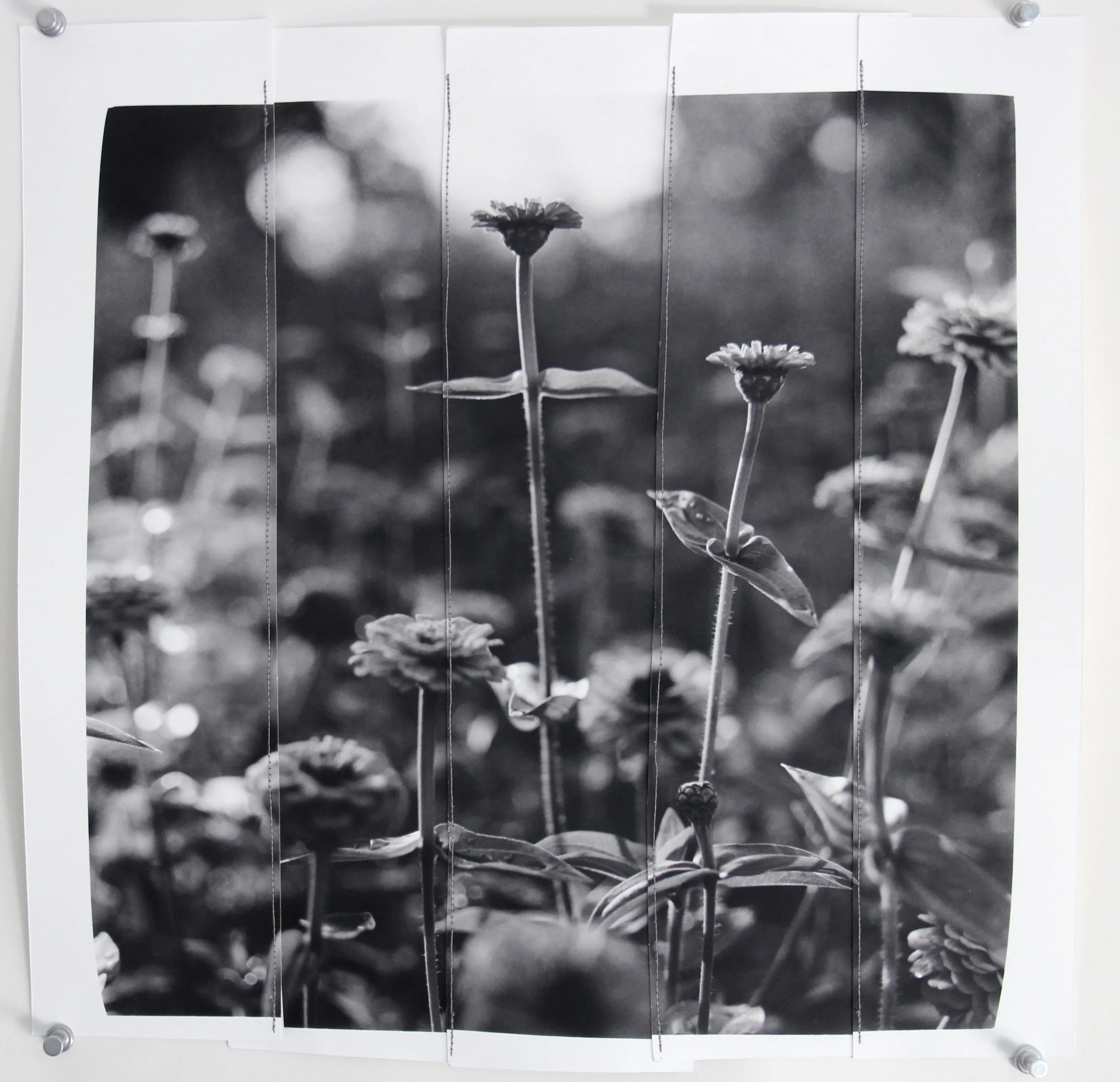 zinnias (for sb), 2025