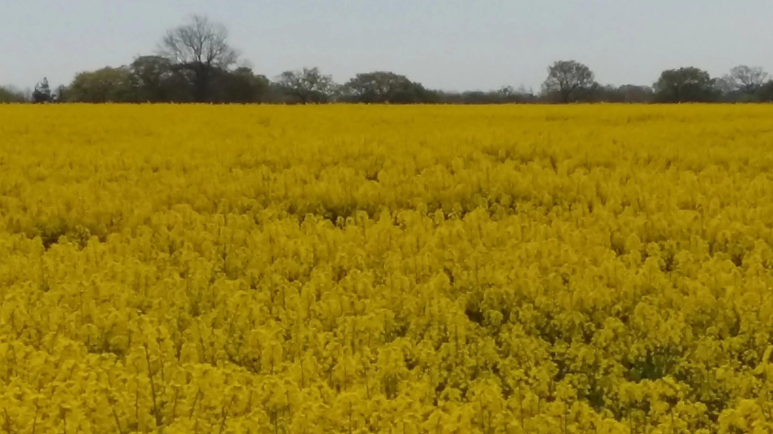 Yellow Fever!