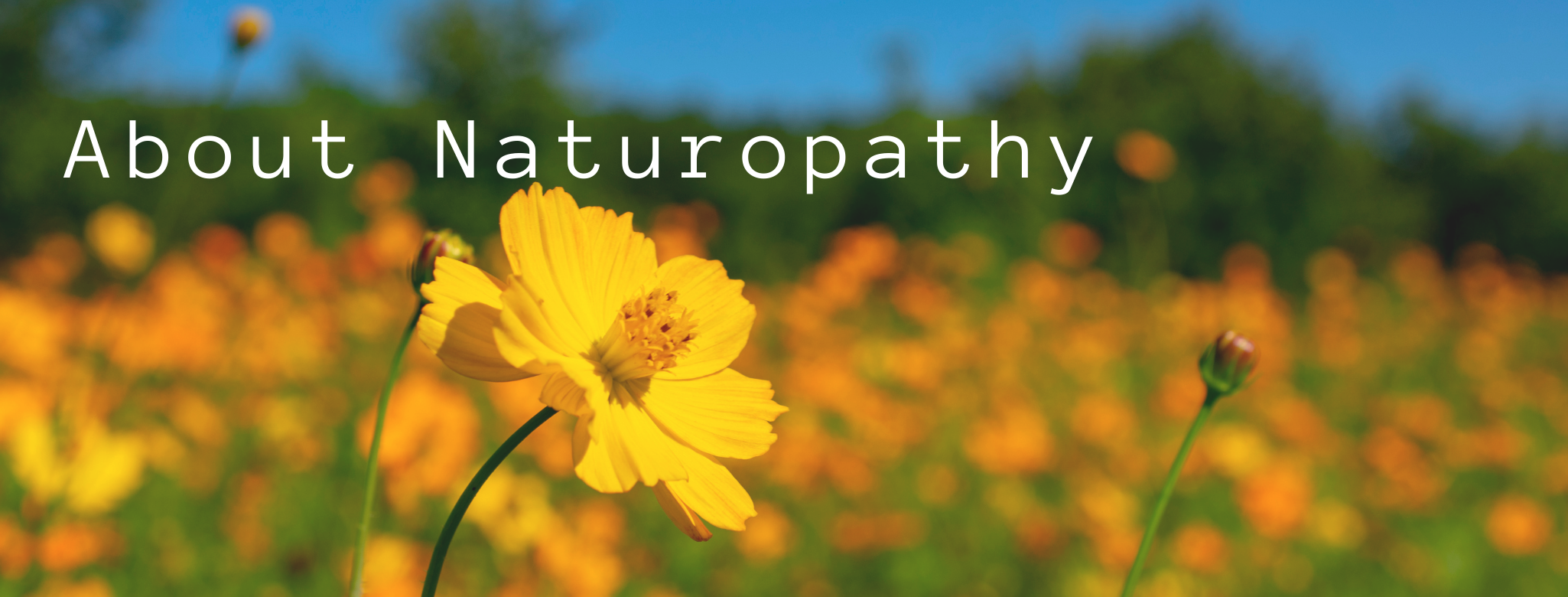 About Naturopathy1.png