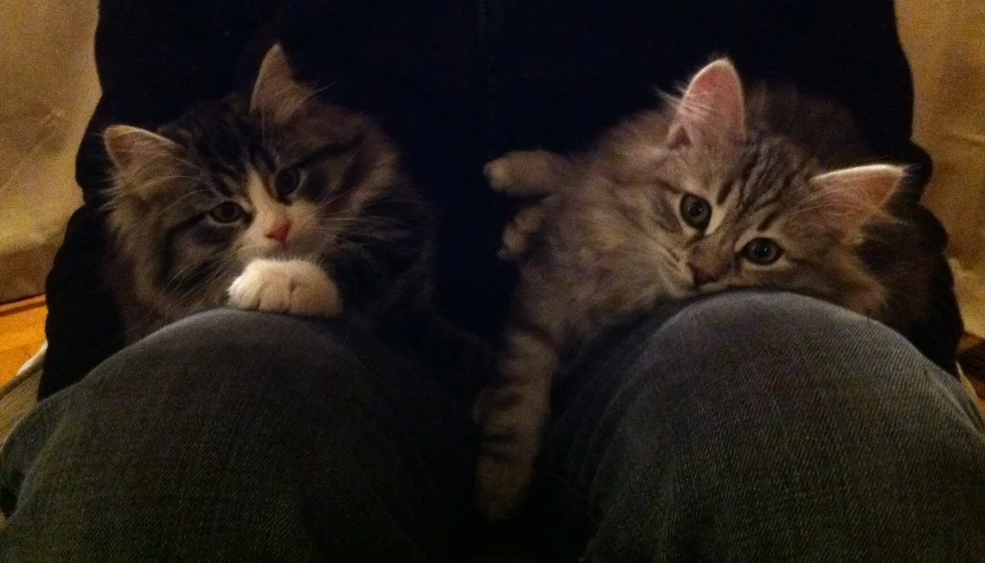 Percy and Diesel 3 months.JPG