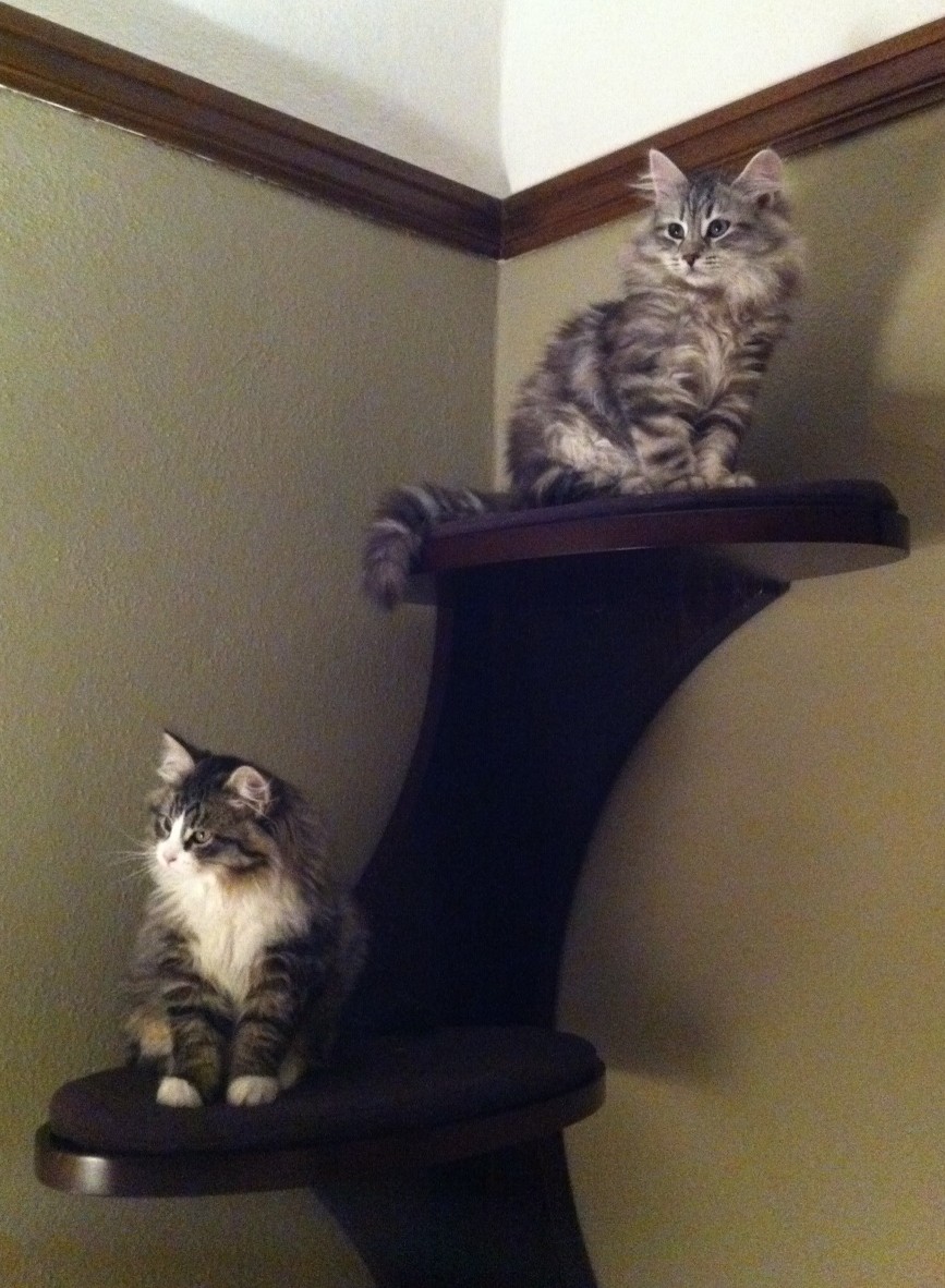 Percy and Diesel 4 months.JPG