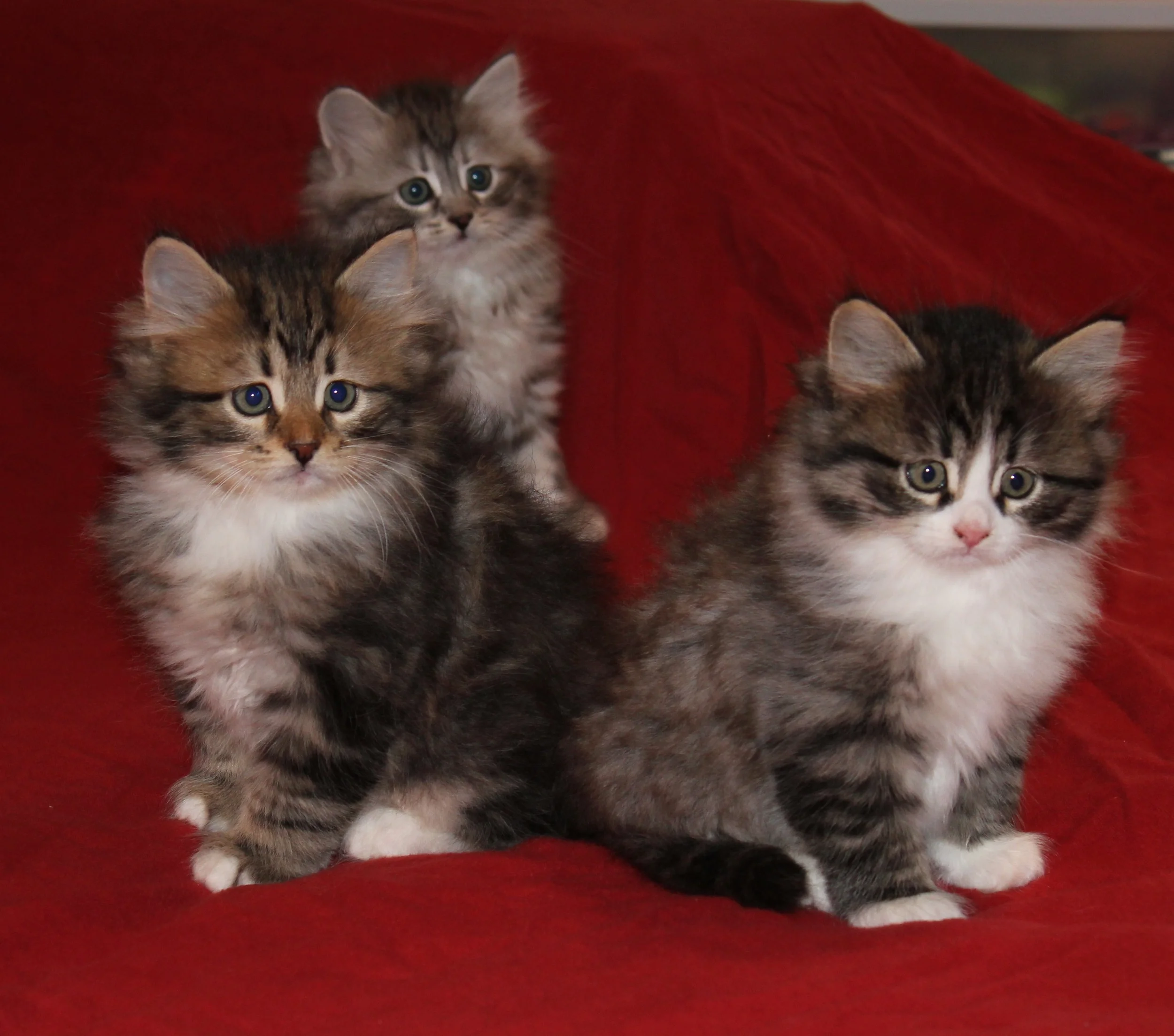 November 2010 027.JPG