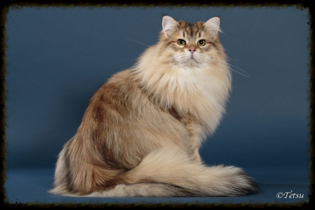 golden tabby siberian cat
