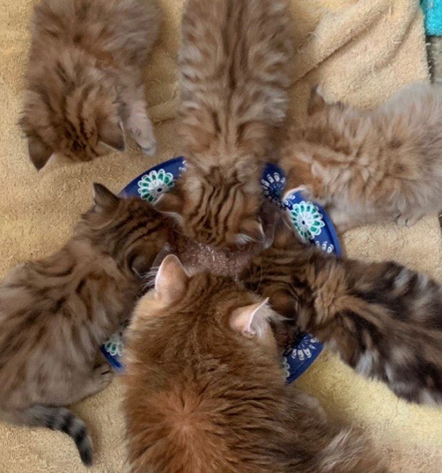 Sky Mountain Tiana’s and TICA GRC Atos Aryskotracja’s black gold tabby kitten’s - one month old yesterday. #siberian catswashington hypoallergeniccats