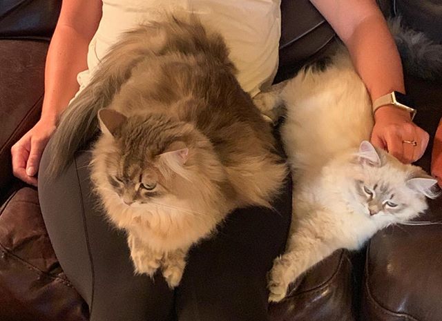 Lap kitties!  #itsmyturn #siberiancatswashington #hypoallergeniccats