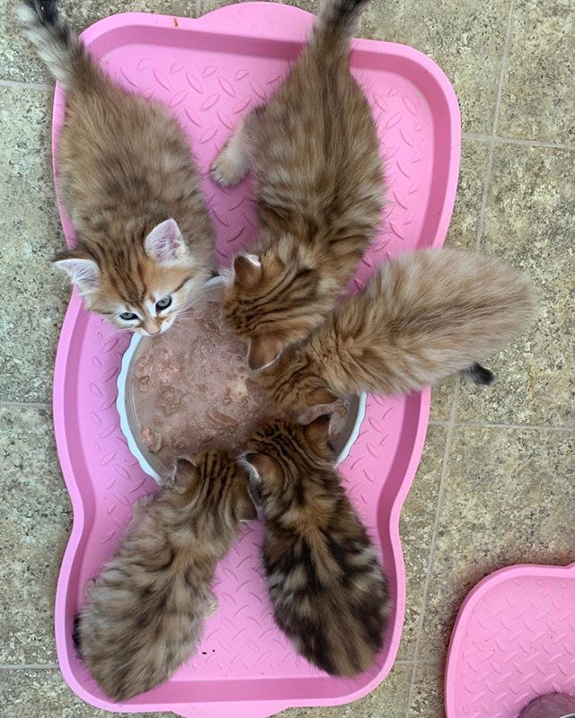 Black gold tabbies - 6 weeks old tomorrow #siberiankittenswashington #hypoallergeniccats