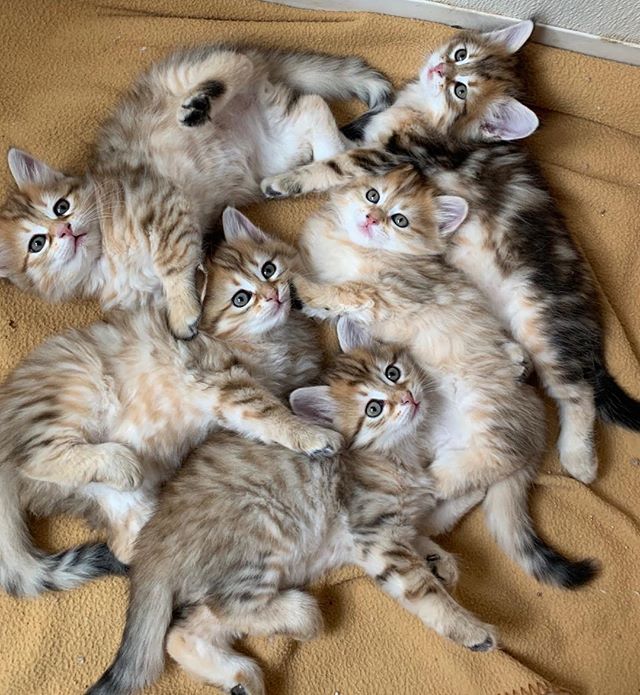 A mess of black golden Siberian kittens!😻