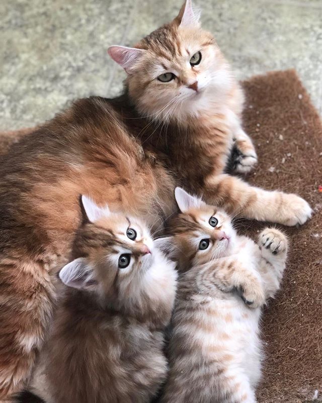 They love their mom! #siberiancatswashingyon #hypoallergeniccats