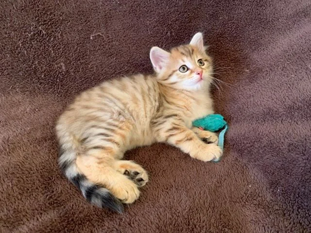 Available black golden mctabby male. Born May 21st. Parents are Sky Mt Tiana and TICA GCH Atos Aryskotraca. Please PM me or email me at skymountainsiberians@hotmail.com for more info. #availablesiberiankittens #hypoallergeniccats #siberiancatswashington