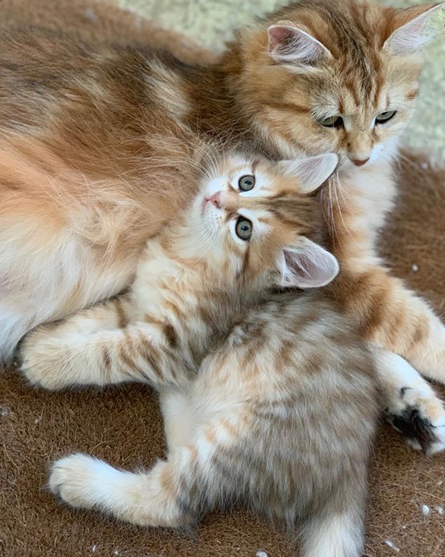 Available black golden mackerel tabby male. Born 5/21/19. PM me or email me at skymountainsiberians@hotmail.com for more info. #siberiankittenswashington #hypoallergeniccats