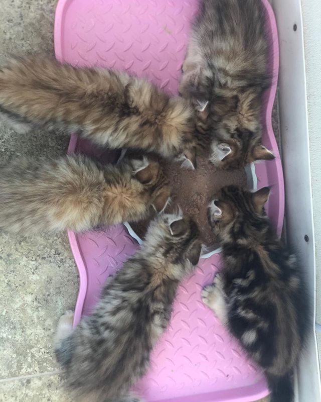 Hungry kittens! #siberiancats #hypoallergeniccats