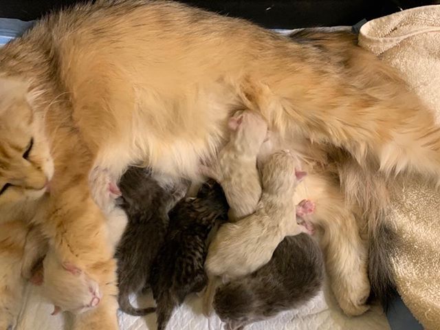 Sky Mt Amber&rsquo;s and  Elizar Formula Uspekha&rsquo;s litter of one day old kittens. Seven healthy babies.😻 #siberiancatswashington #hypoallergeniccats #cutekittens