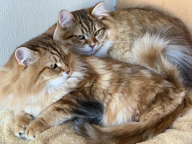 Available pair of black golden Siberian siblings. Born April 2018. Neutered/spayed, microchipped, up to date on vaccinations. Please personal message me or email at skymountainsiberians@hotmail.com for additional information.