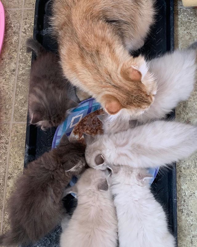 The kittens are 5 weeks old and eating well!😻 #hypoallergeniccats #siberiancats