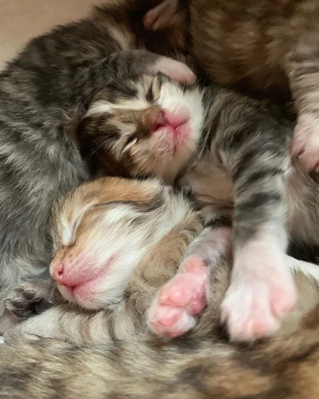 Pure sweetness! #Siberiankittens
#hypoallergeniccatswashington