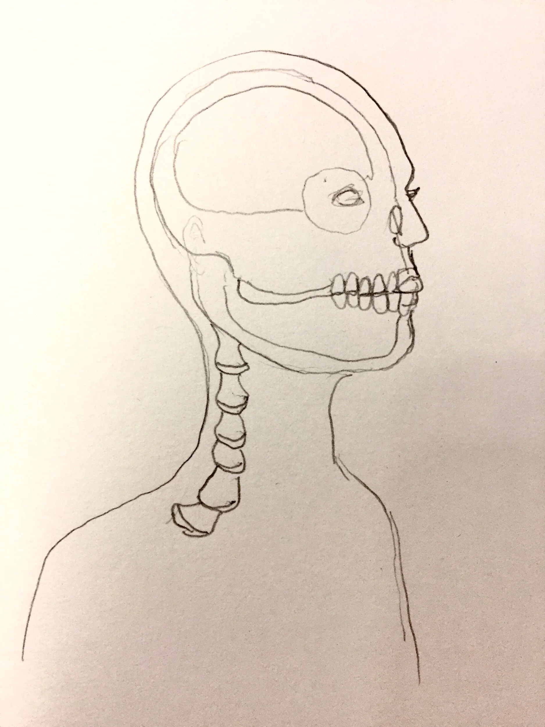 A simple line drawing of a human skull in profile view, showing the skull, jaw, teeth, and part of the neck with vertebrae.