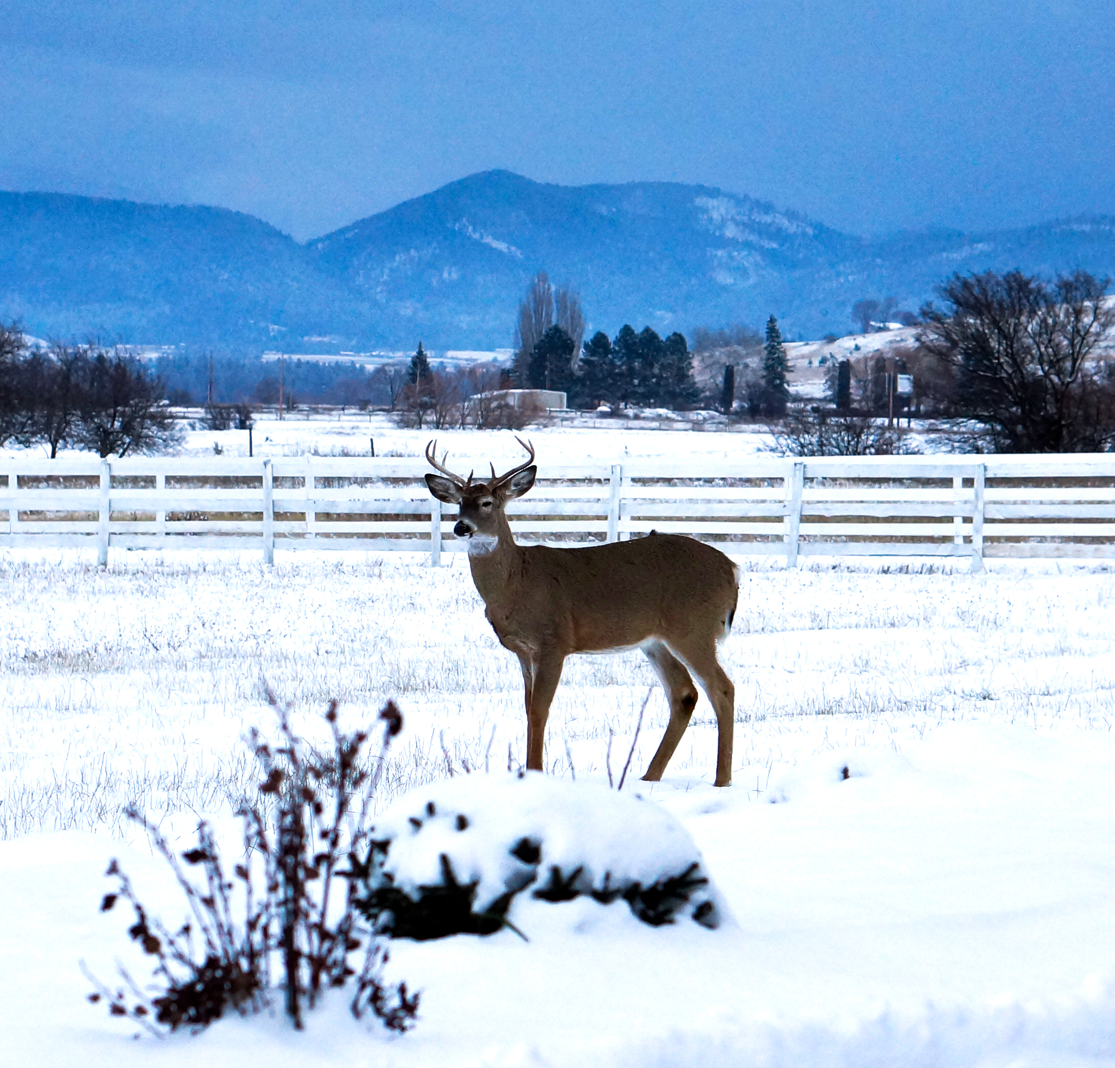 An often-overlooked planning consideration in Montana: some guests will always show up unannounced.