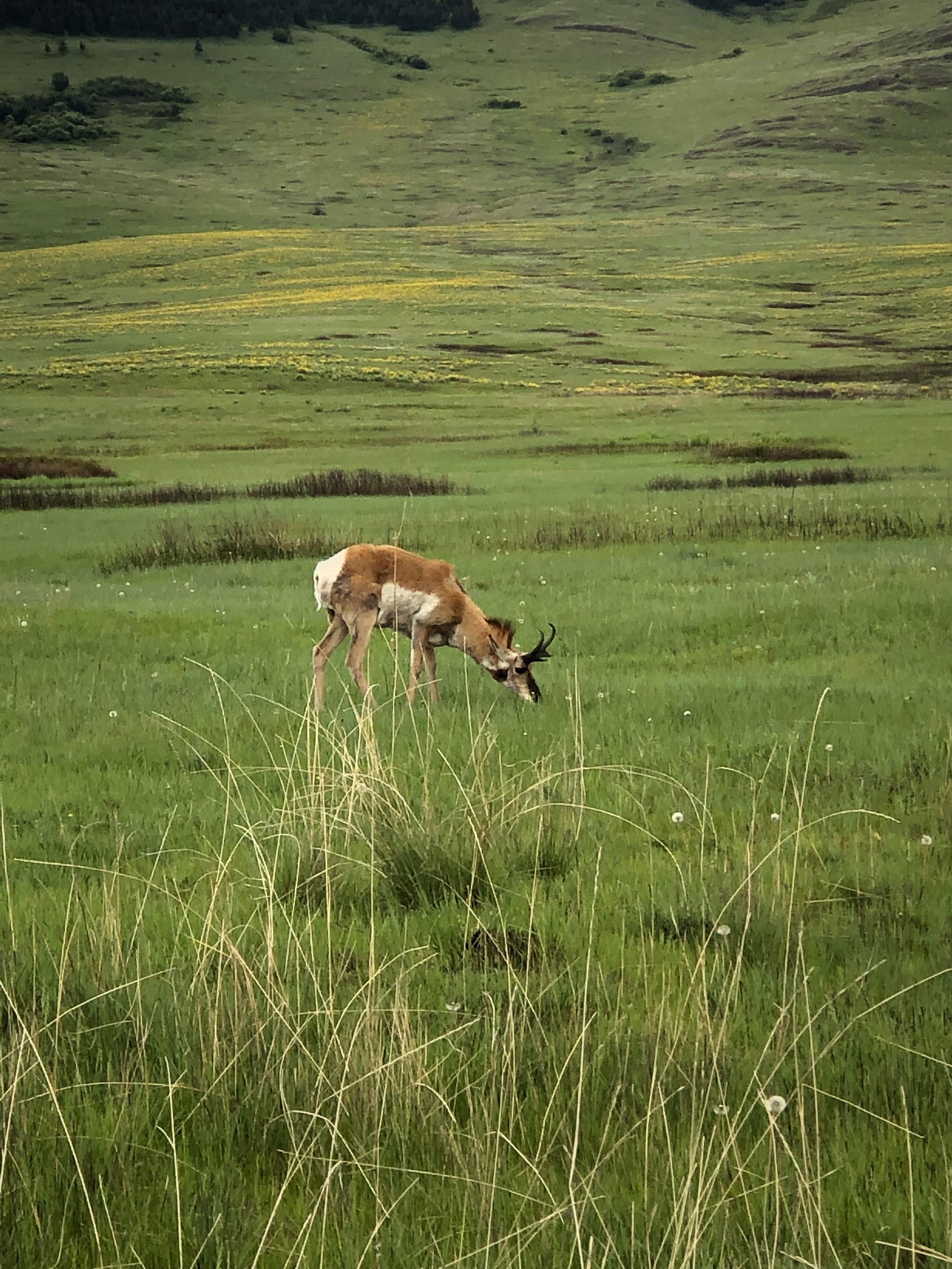 Bison Range Antelope-1.jpg