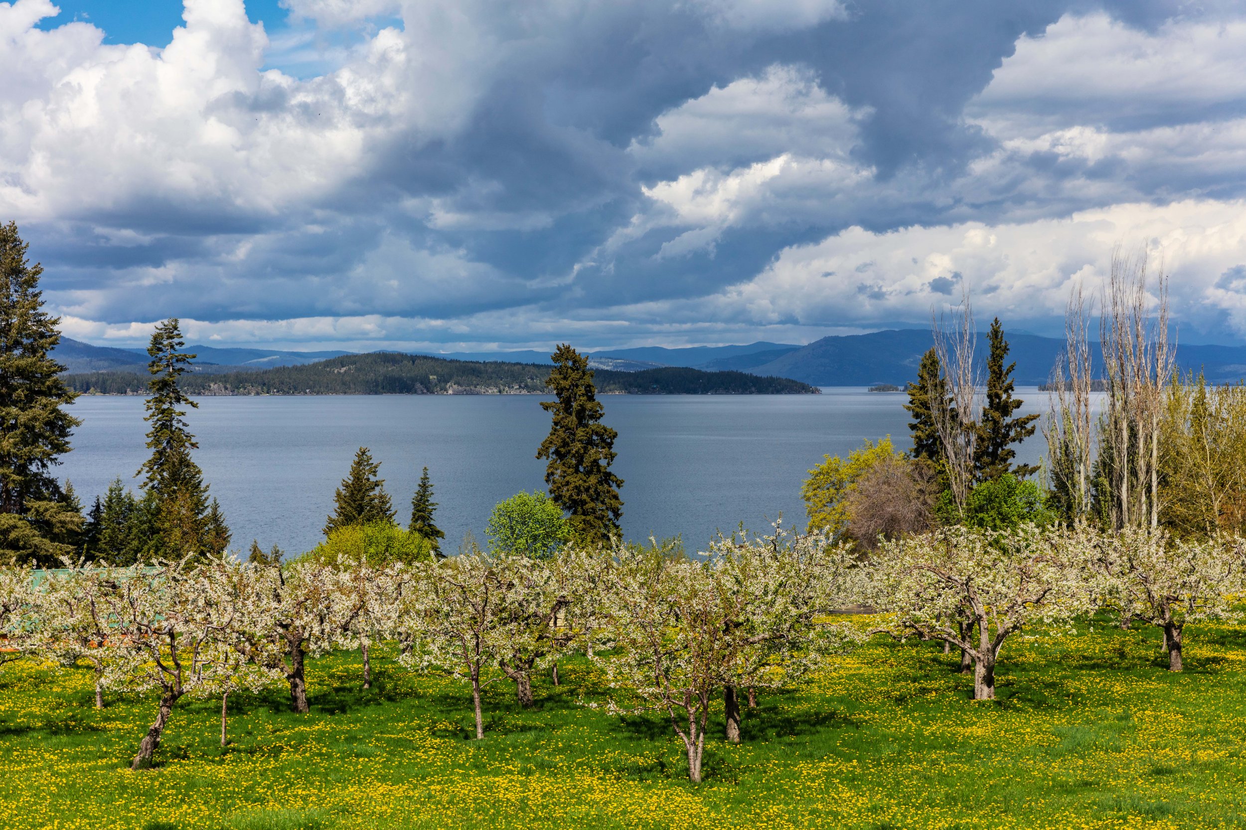 CherryorchardsinspringbloomnearWoodsBayMontanaUSA SMALL.jpg