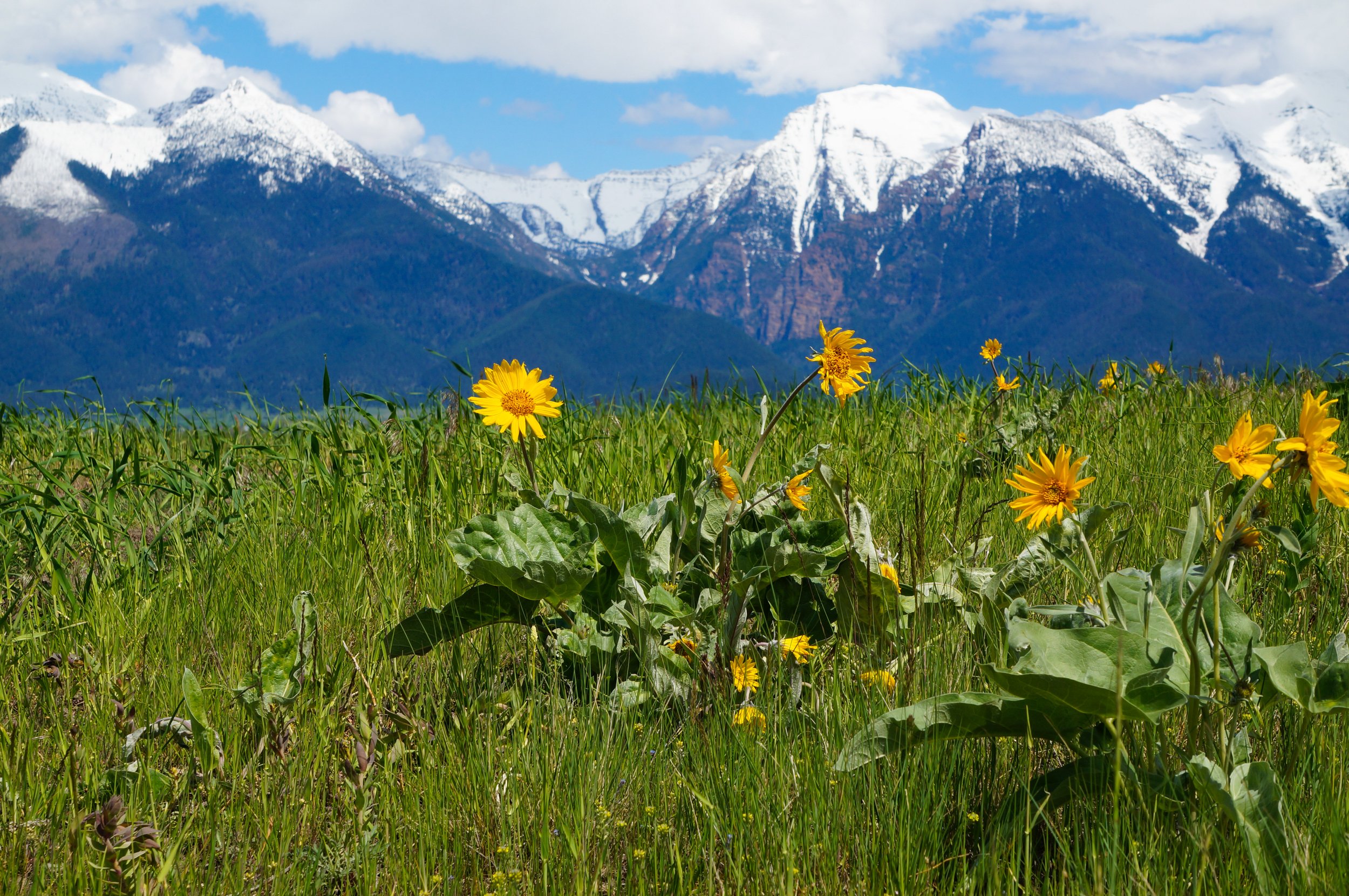 Rugged Horizon Mission Mountain Meadow Views-1.jpg