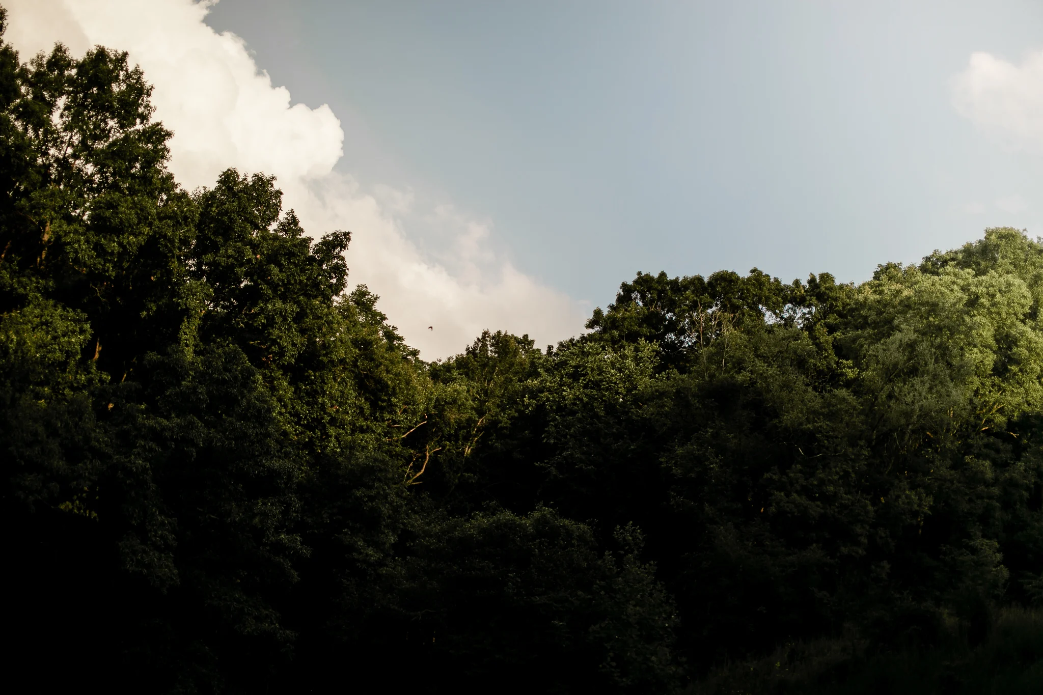 Brittney and Robin engagement-46.jpg