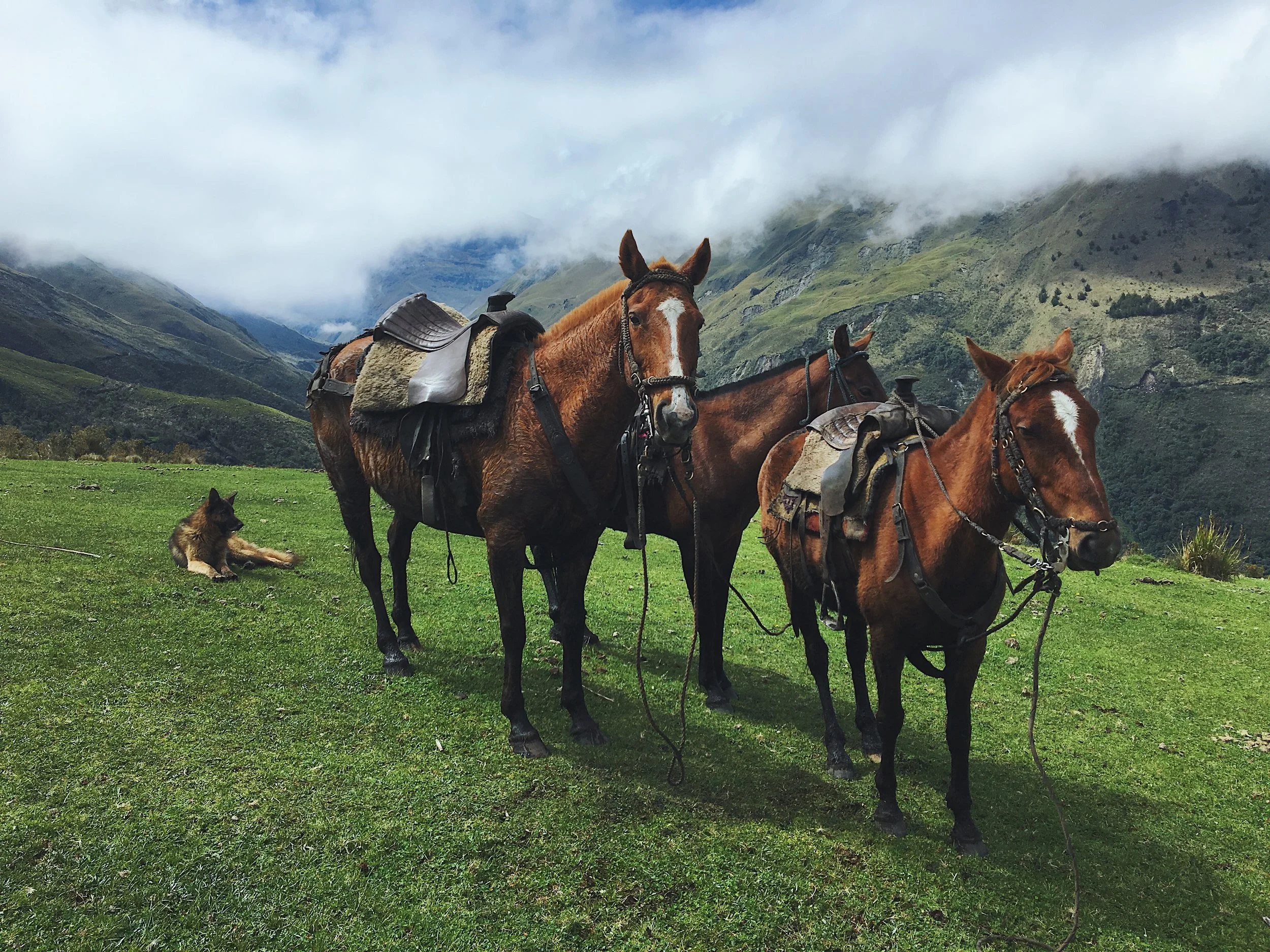 REAL TALK: Mexicana the Horse 