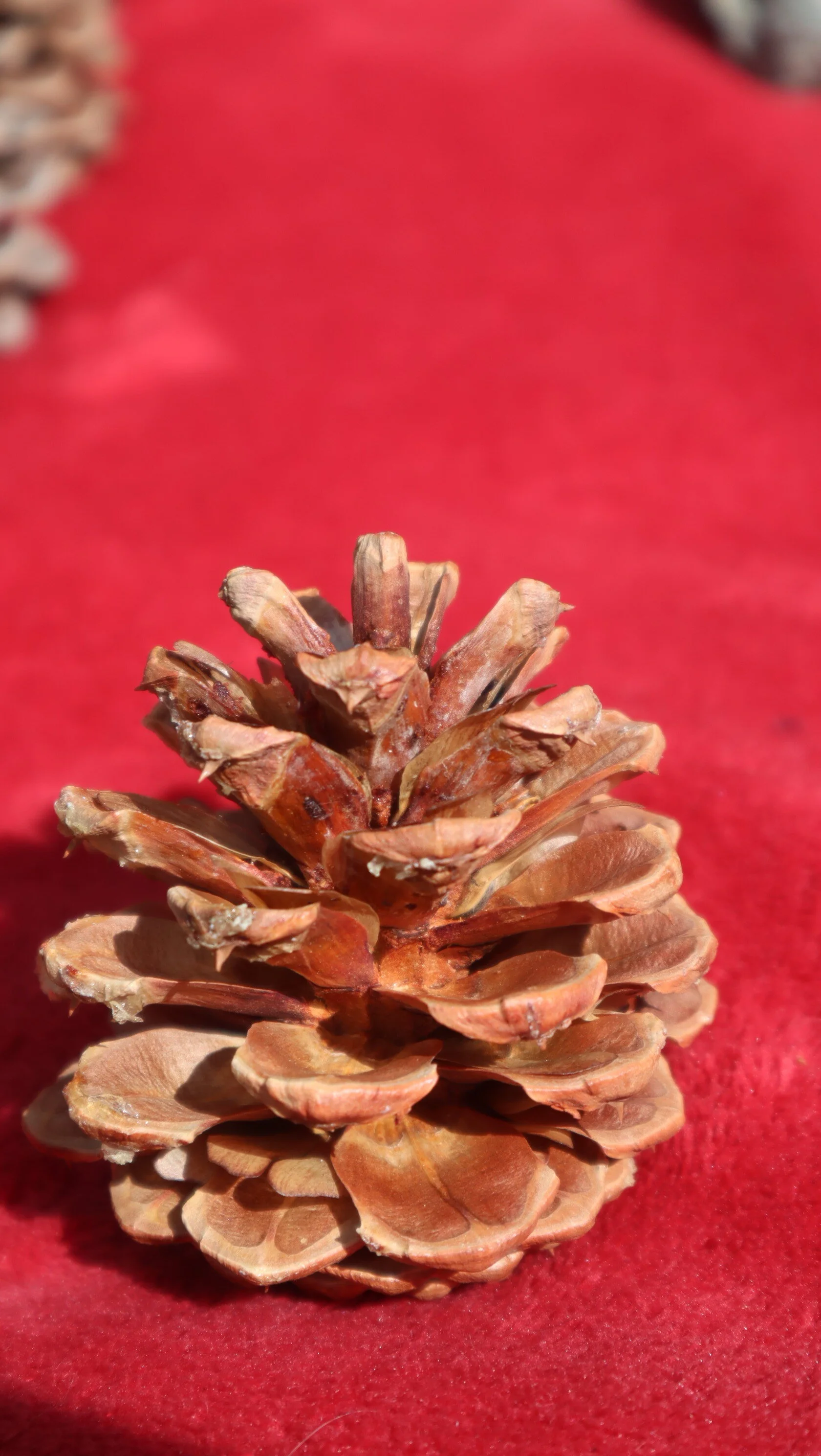 Natural Therapeutic Products On Sale