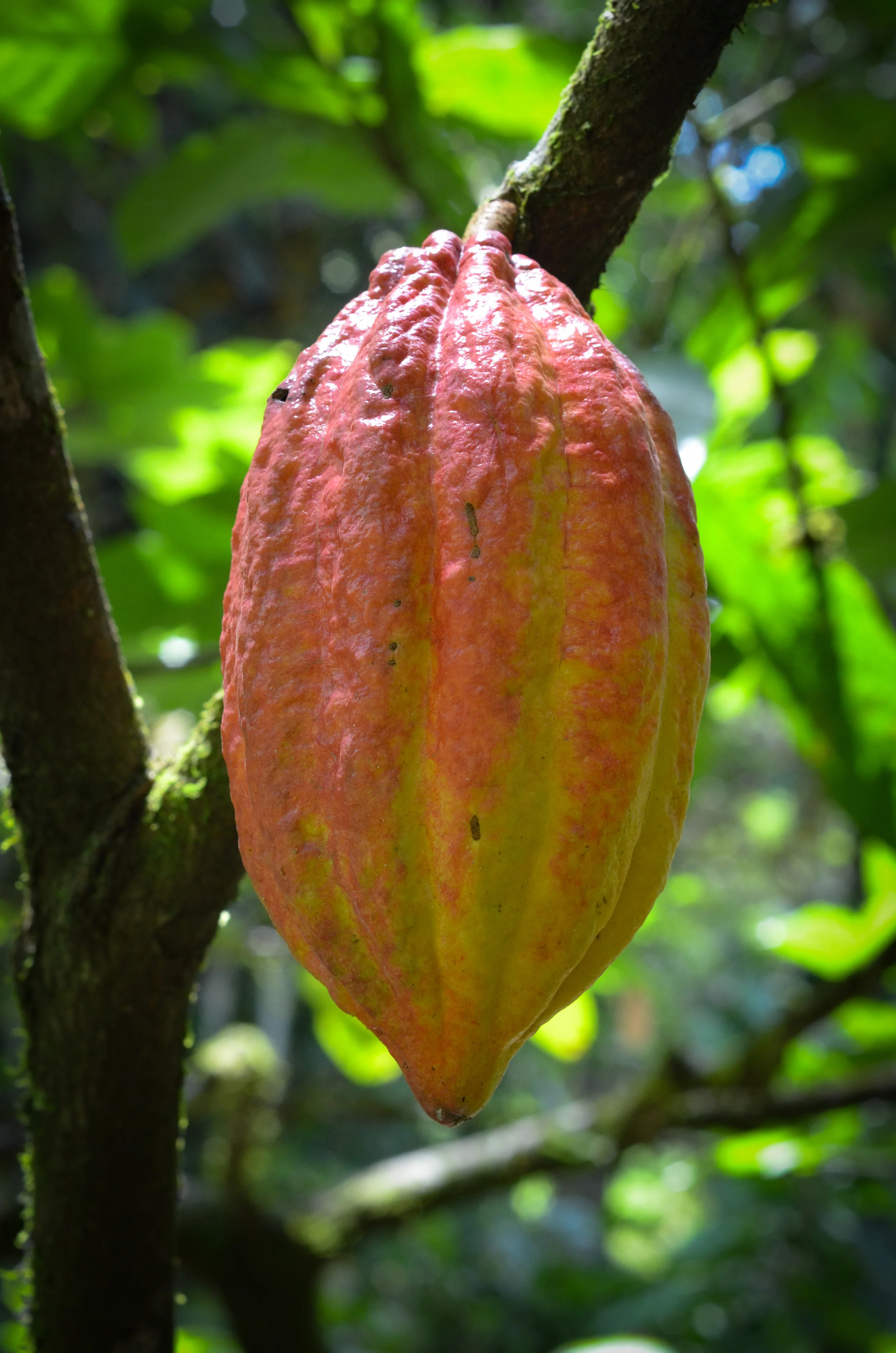 Bocas6-102.jpg