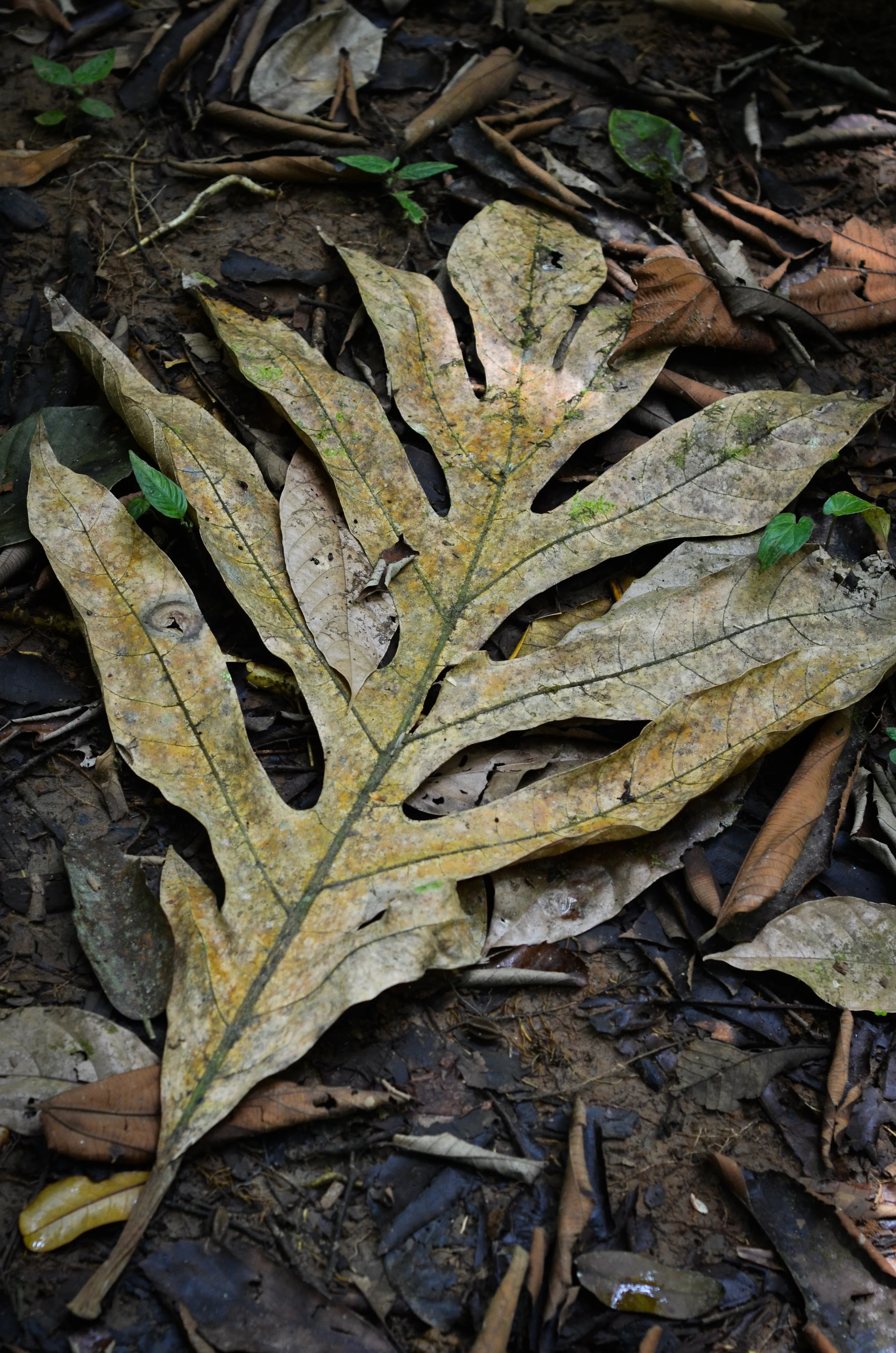 Bocas6-110.jpg