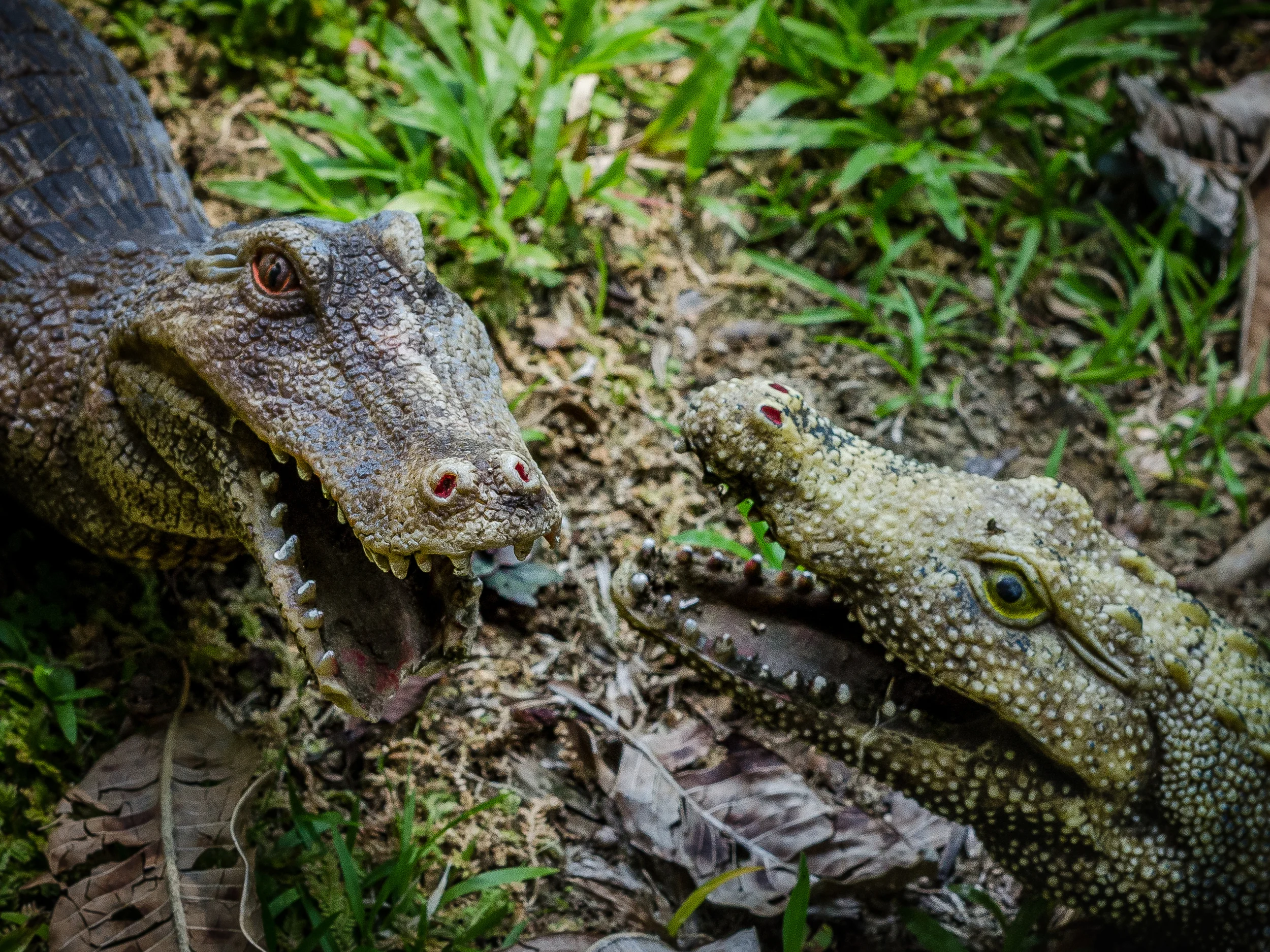 DSC_4237.jpg