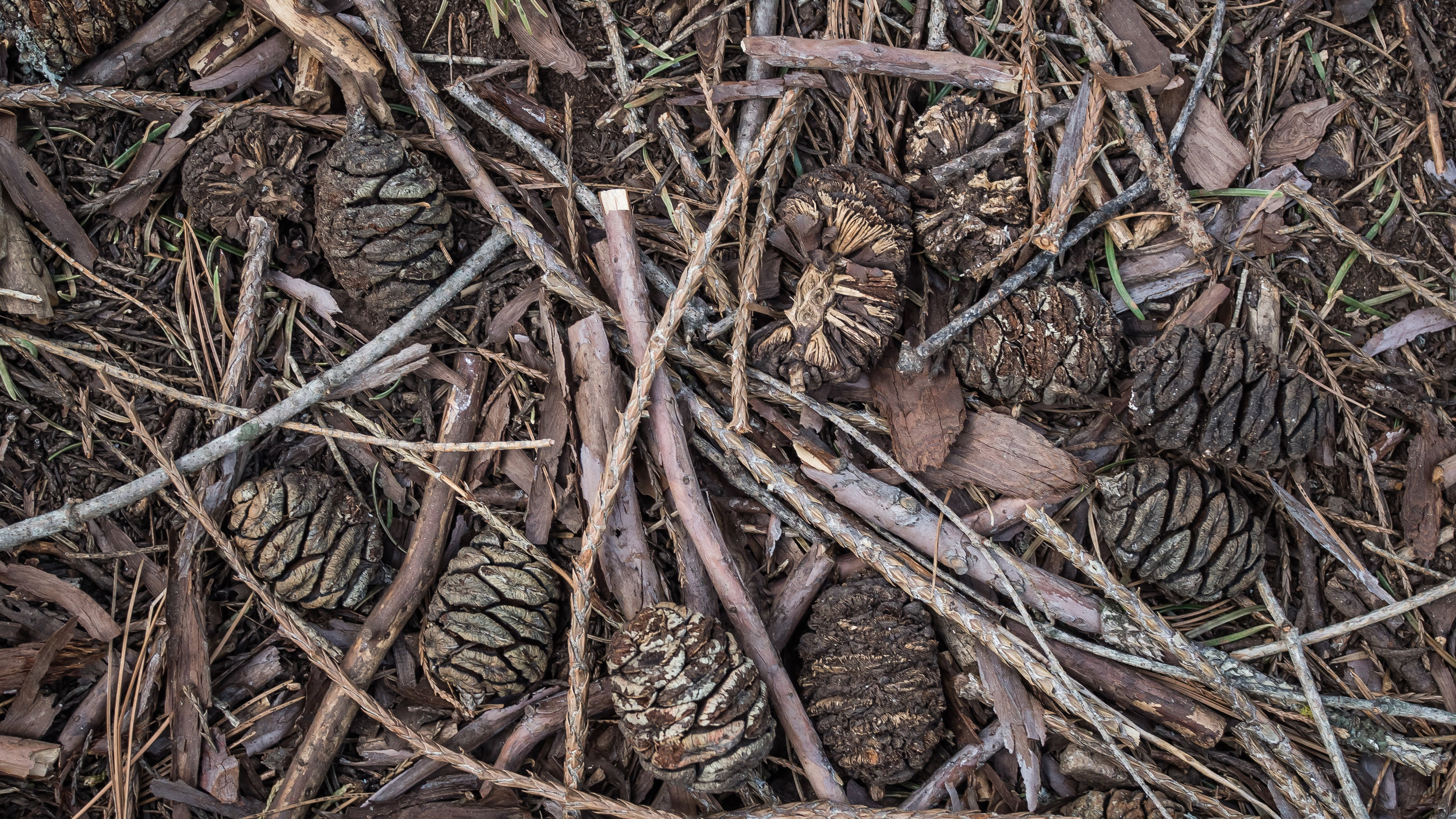 Giant Sequoia cones, everwhere.