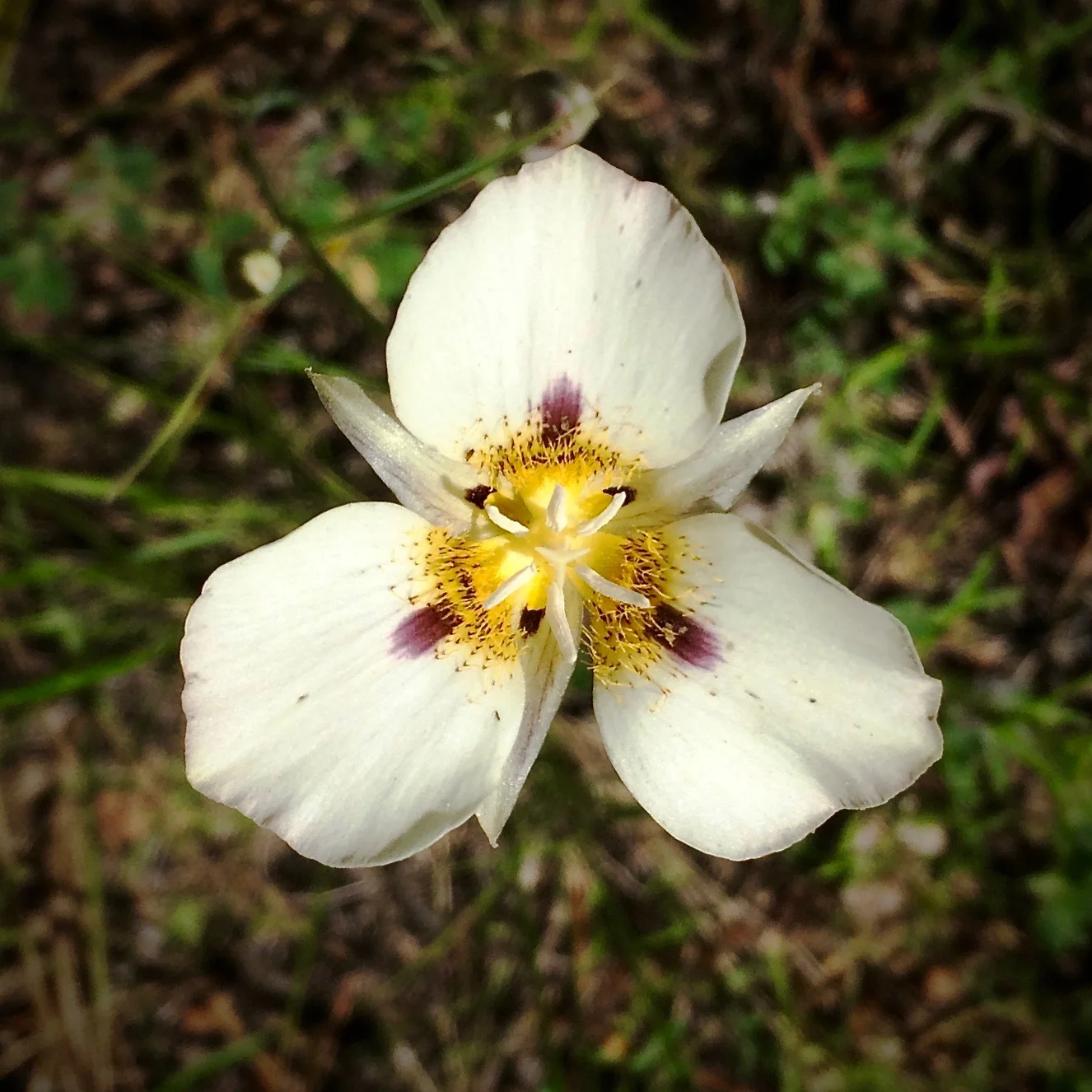 Mariposa Lilly in bloom on the trail. 