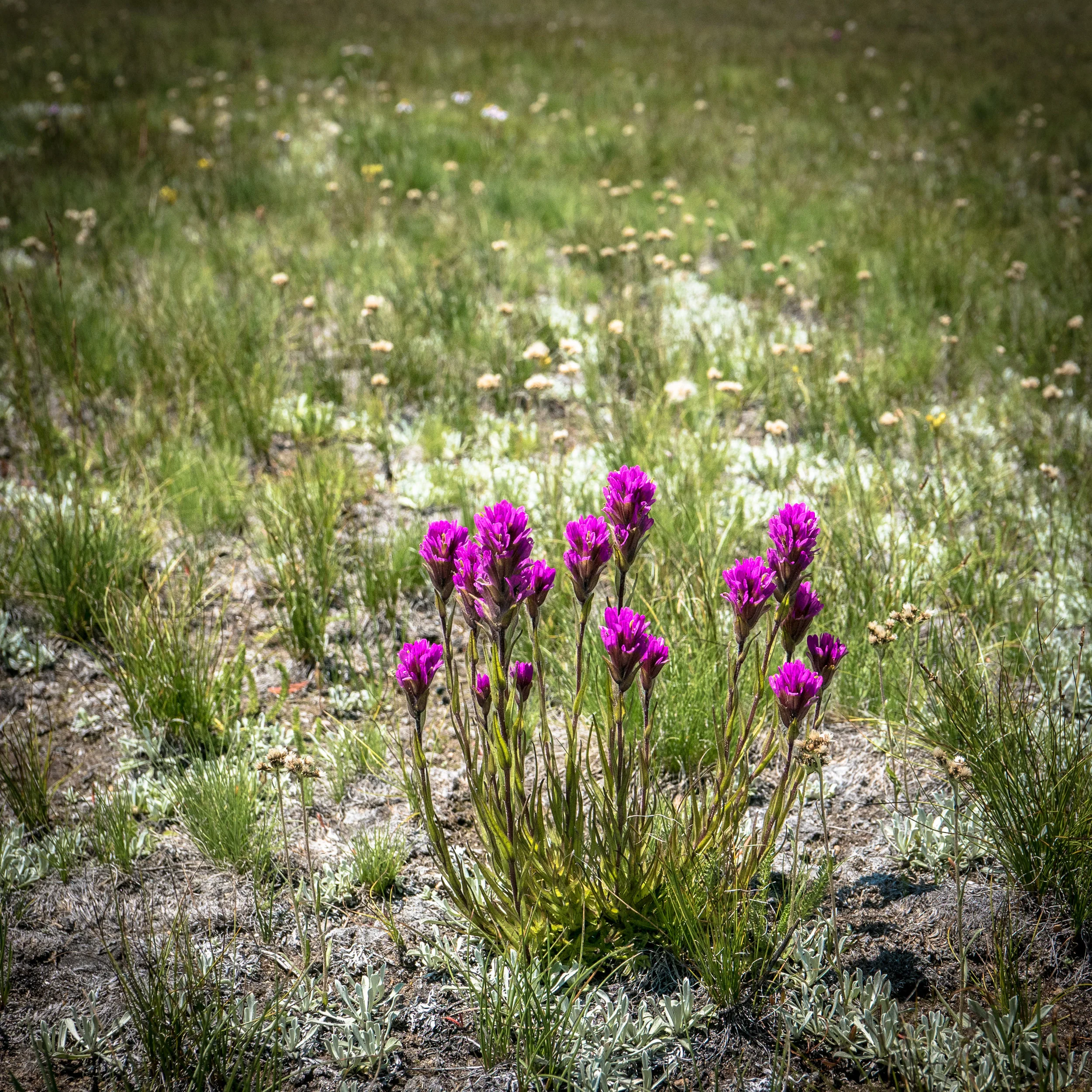 The meadow is still in bloom. 