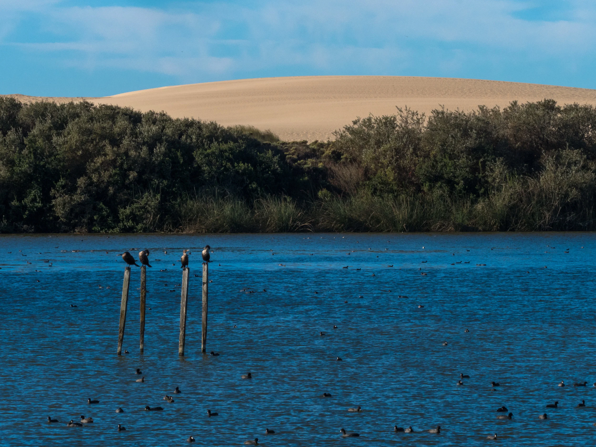 Cormorants, the lake and the dunes at Oso Flaco
