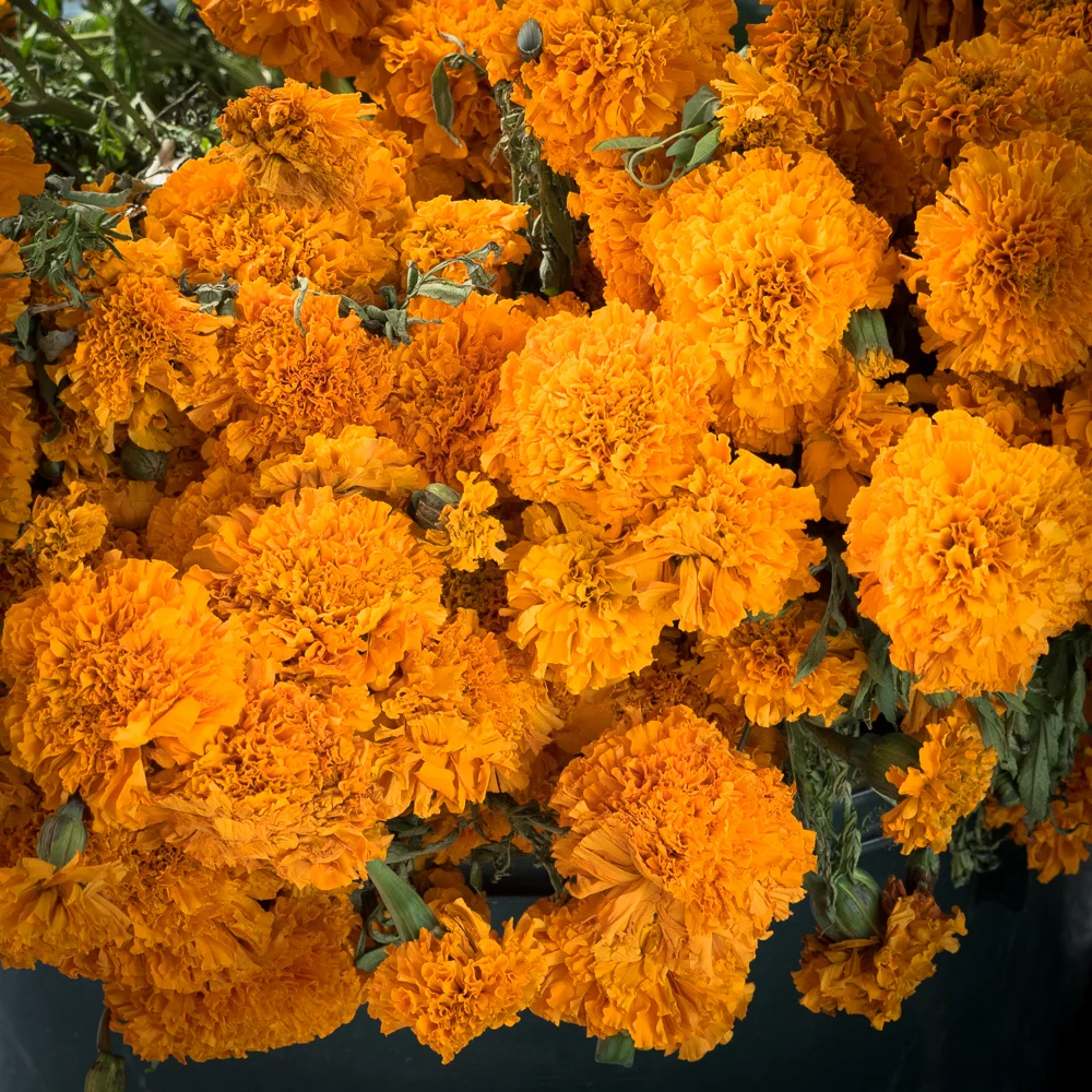 Marigolds are an important part of the altar and the ceremony.