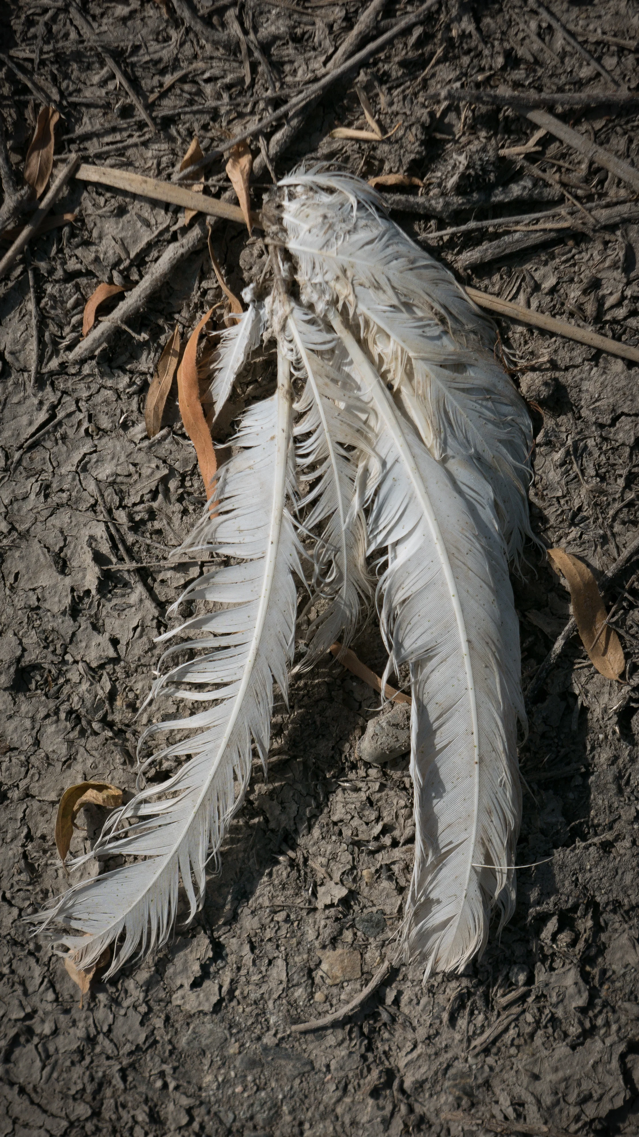 Dead bird remains. 